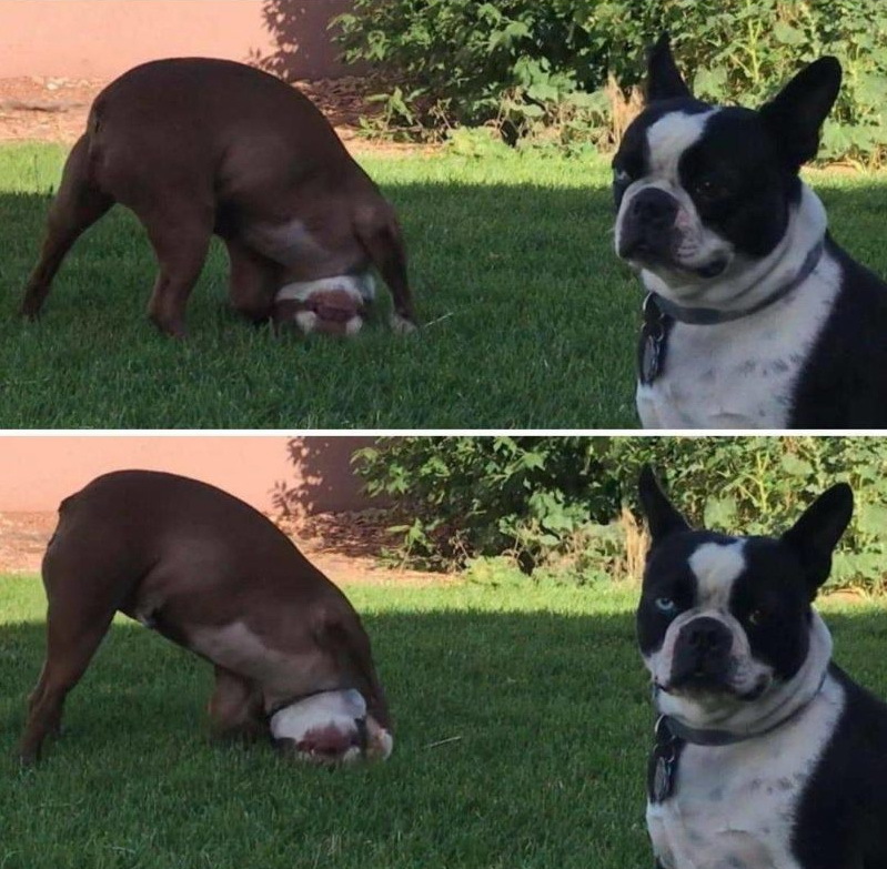 When your friend acts like a jerk, but he's your friend... - Dog, friendship, Sight, Milota, Grass, Pose, From the network