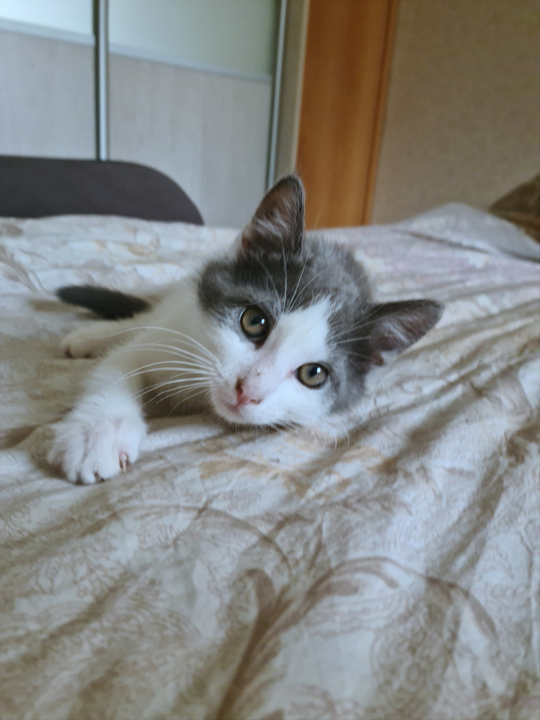 Wonderful kitten is still looking for a home! - My, Saint Petersburg, Leningrad region, In good hands, Longpost, cat, Kittens, No rating