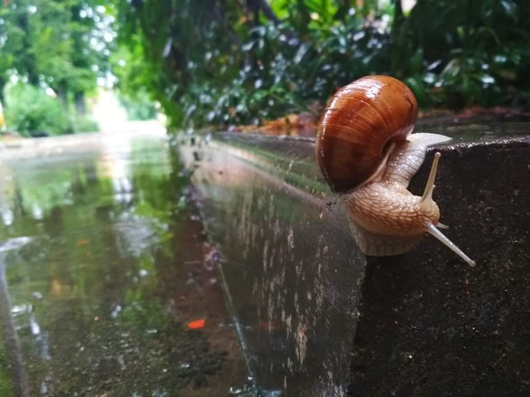 Walking after the rain - Snail, Rain, Border