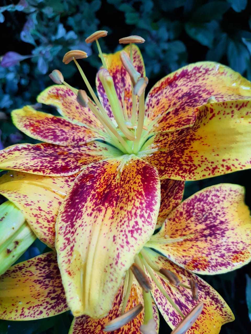 My Asiatic Tango Lilies - My, Plants, Lily, Garden, Longpost, Flowers, raised, Floriculture