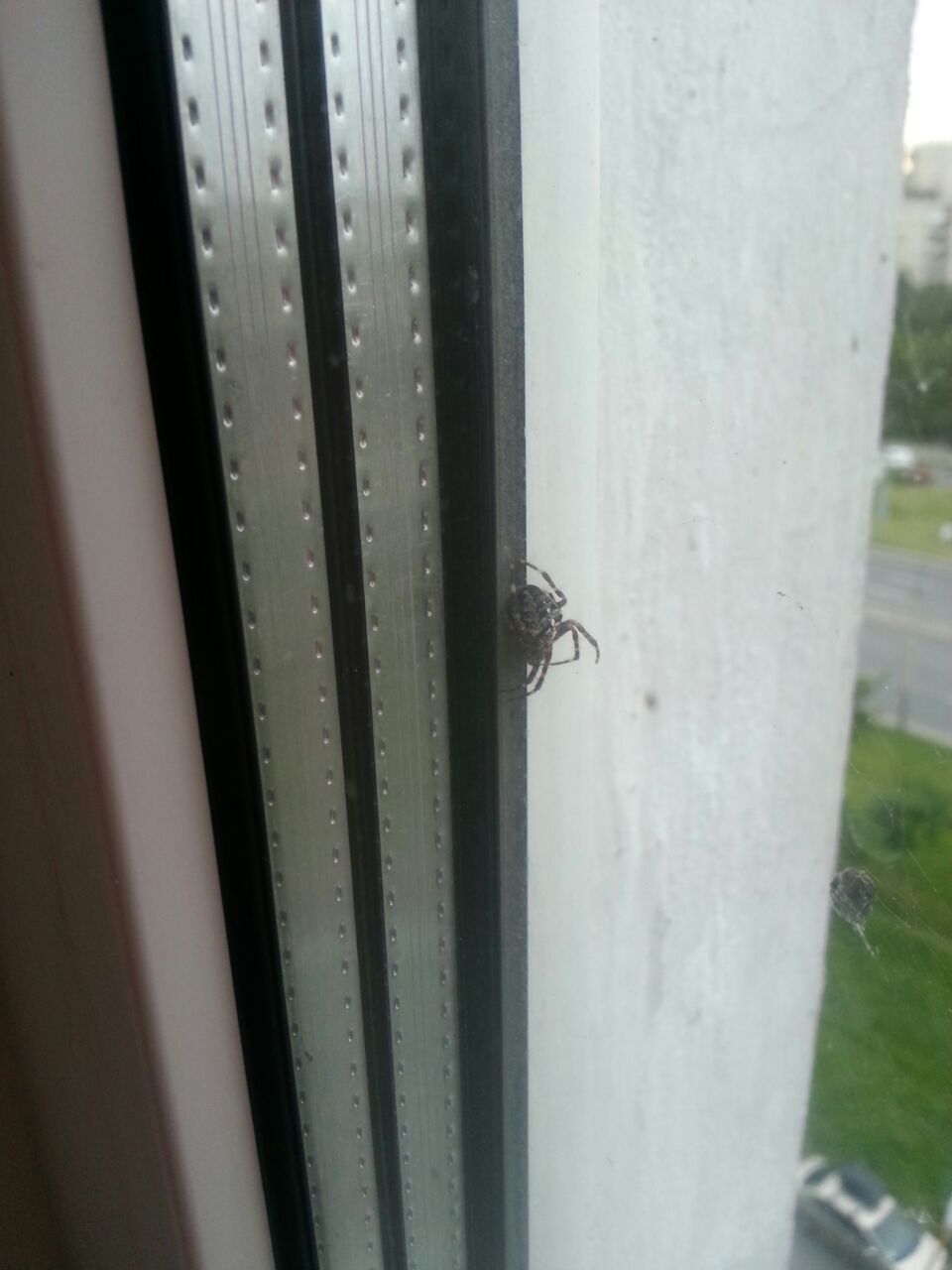 Spider outside the window. The best photos. Final post - My, Spider, The photo, Observation, Arachnids, Saint Petersburg, Longpost