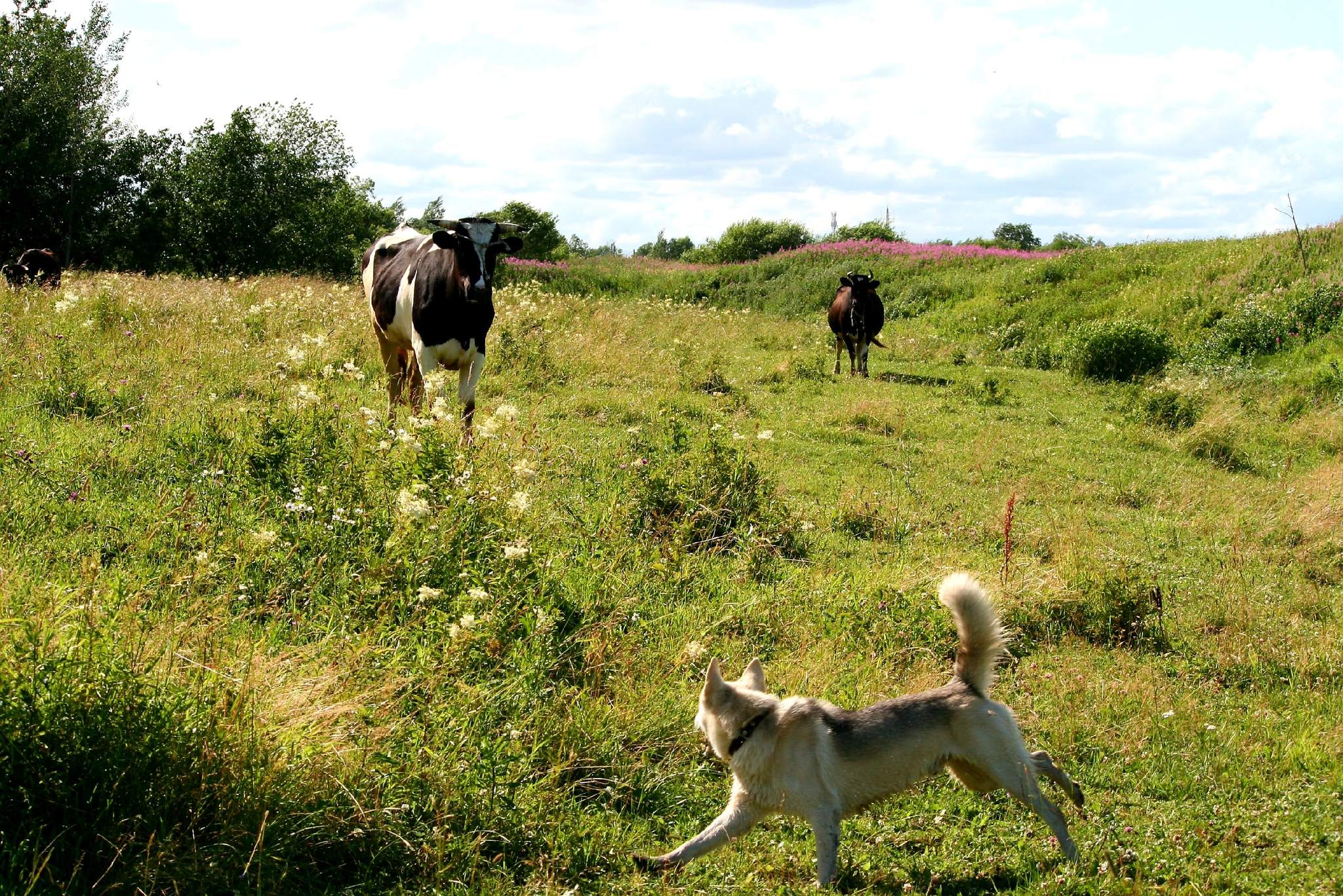 Heifers in the meadows of the Leningrad region - My, Leningrad region, Babino, Meadow, River, Cow, Dog, Alaskan Malamute, Husky, Longpost