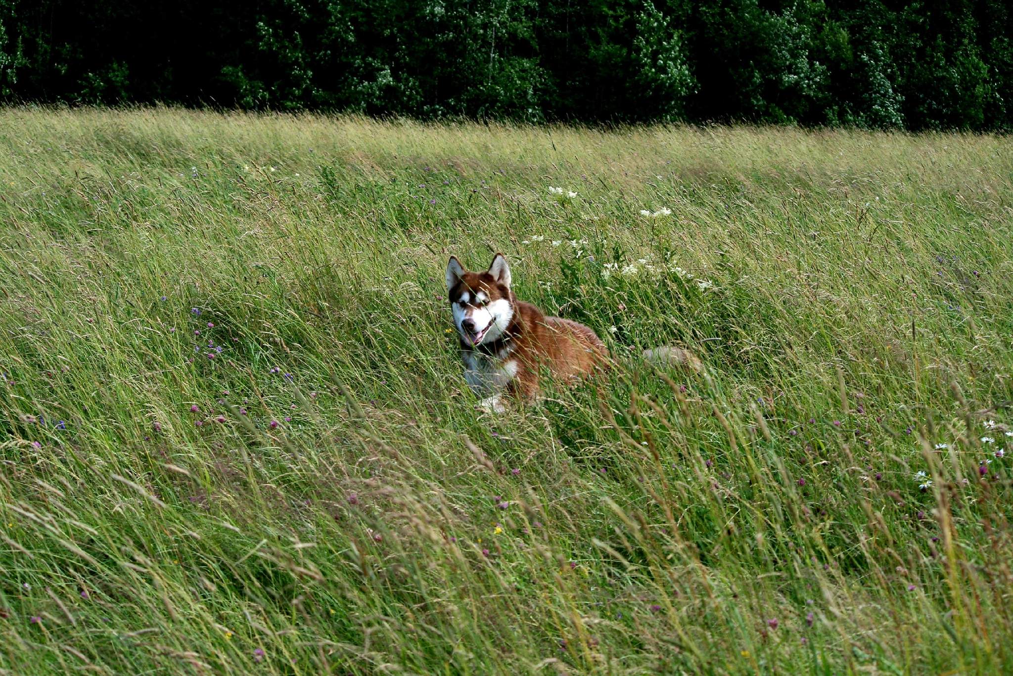 Heifers in the meadows of the Leningrad region - My, Leningrad region, Babino, Meadow, River, Cow, Dog, Alaskan Malamute, Husky, Longpost