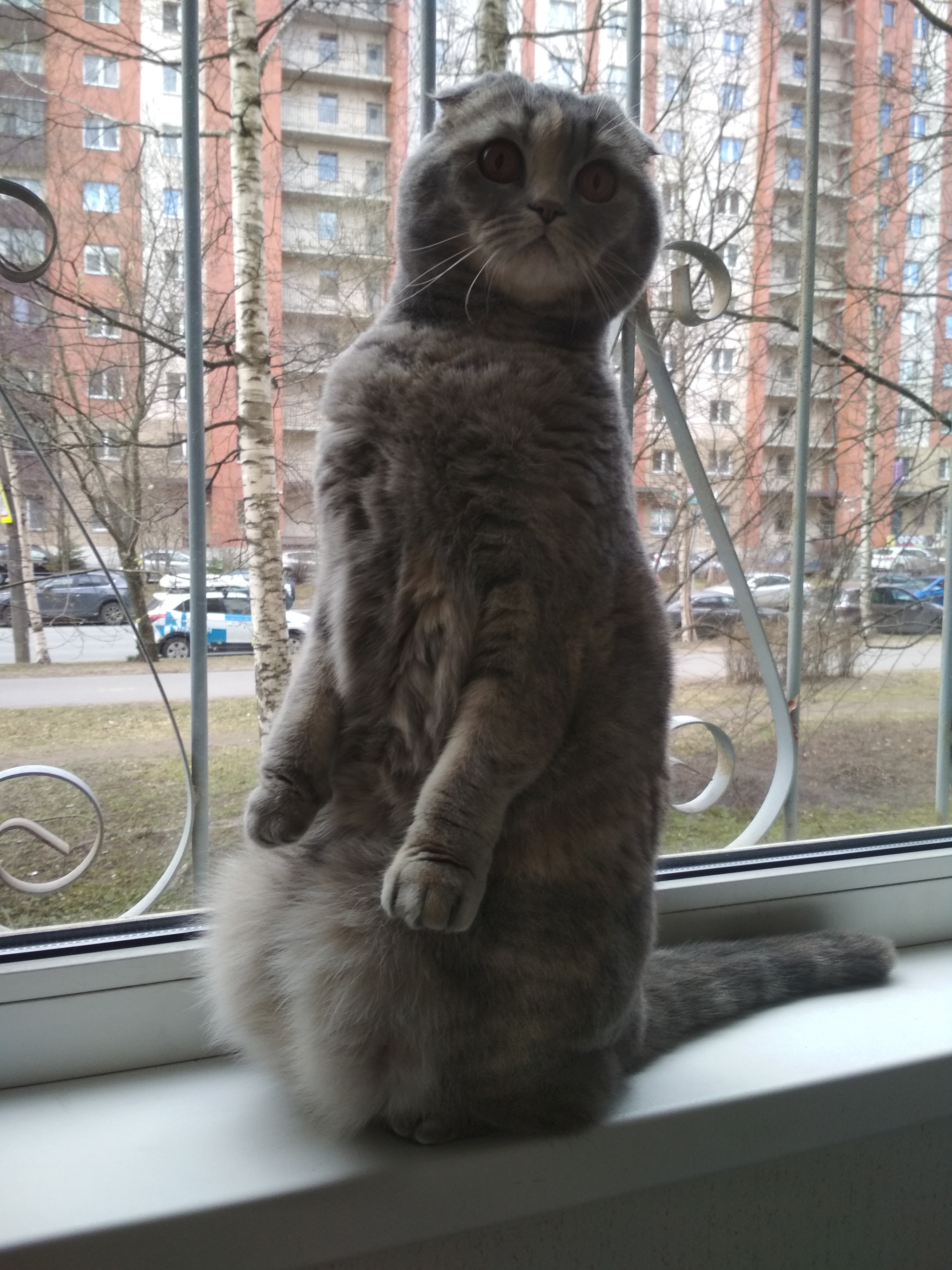 The cat disappeared (was found))))) - Saint Petersburg, Scottish lop-eared, Help me find, cat, No rating