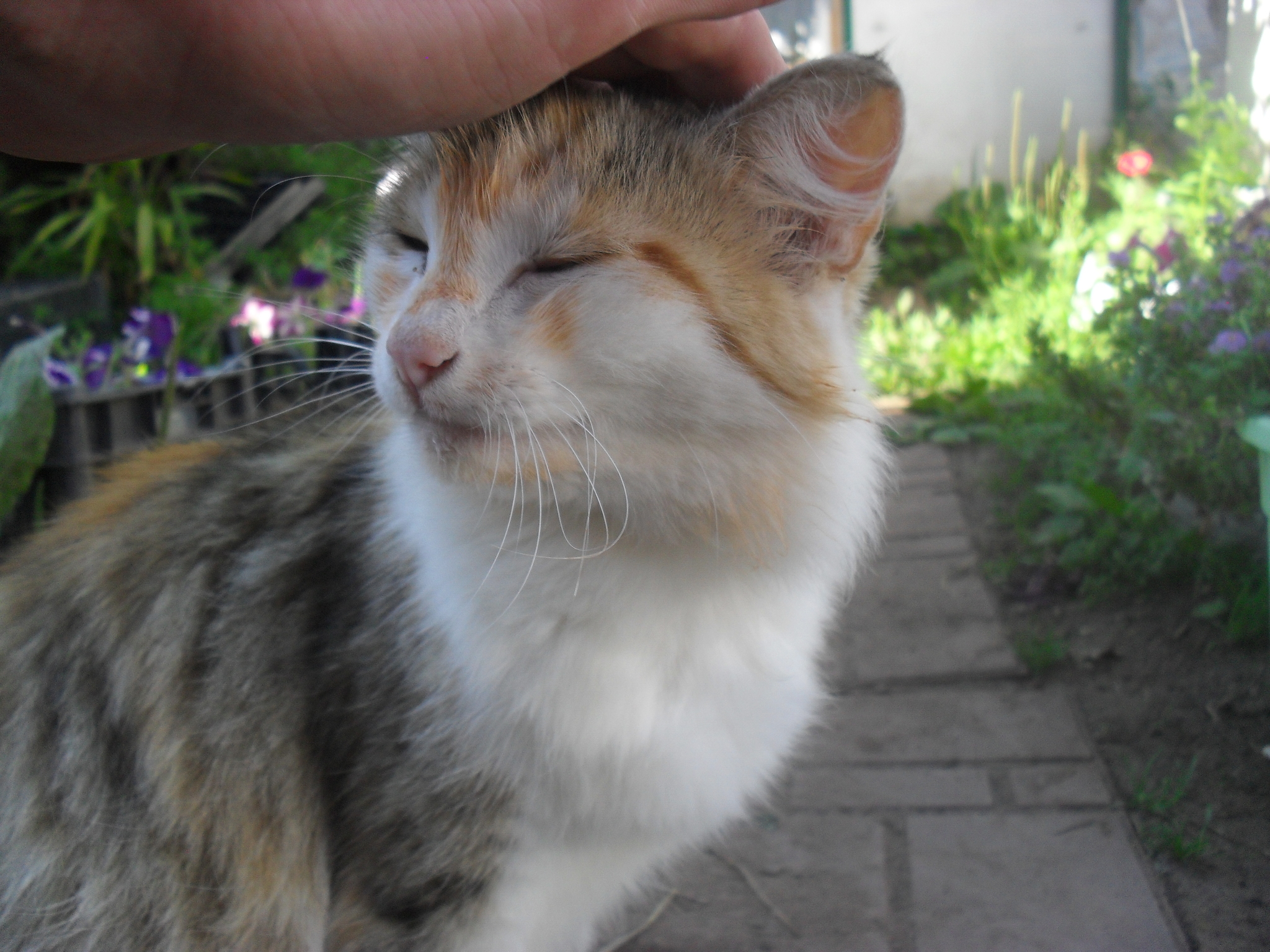 Who climbed onto the table and finished the sprat in tomato? - My, Tricolor cat, Palevo, Longpost