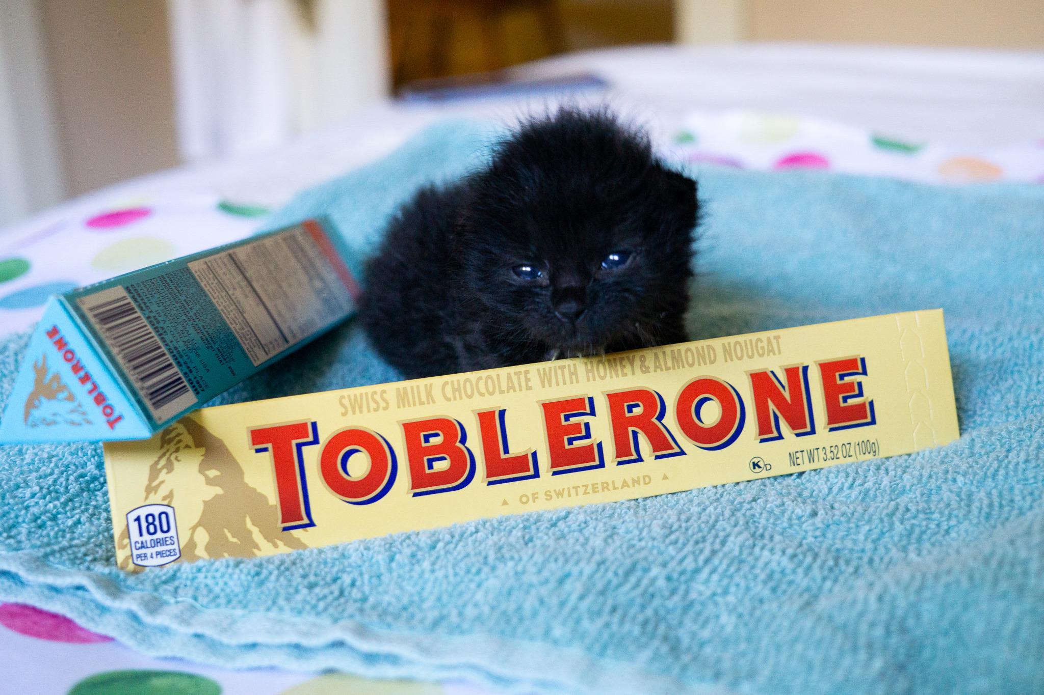 I did a photo shoot of foster kittens who were named after chocolates. Meet little Toblerone! - cat, Kittens, Black cat, Toblerone, Chocolate, Swiss, Milota, Reddit