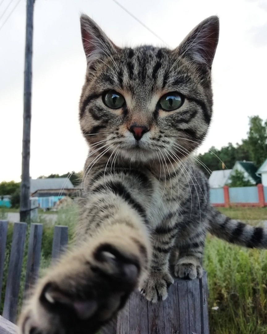 Рассказ про Серого — кота-диабетика из приюта Елены Толмачевой - Моё, Кот, Животные, Приют, Помощь, Глюкометр, Новосибирск, Рассказ, Домашние животные, Длиннопост