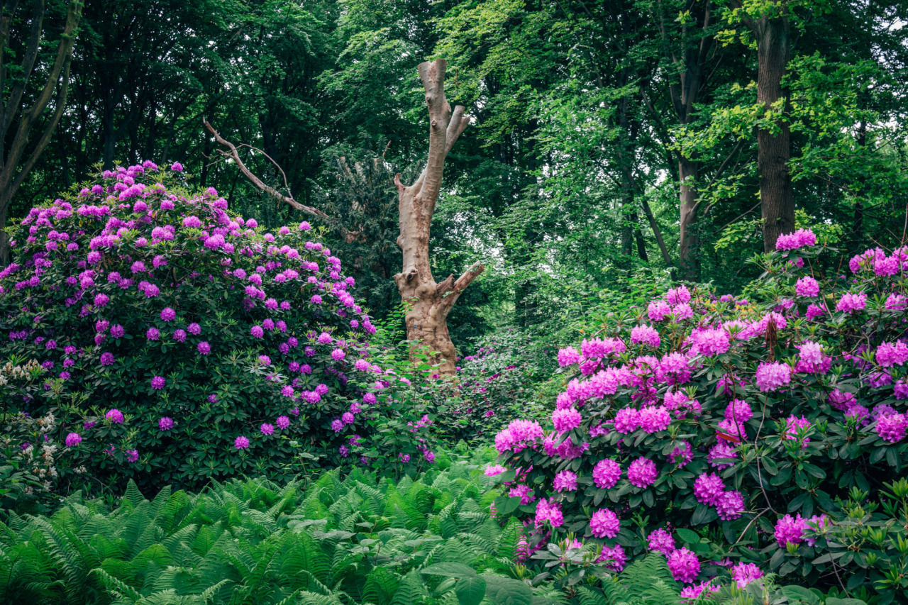 Flower garden in Berlin - The photo, Germany, Berlin, Flowers, Nature, Garden, Longpost