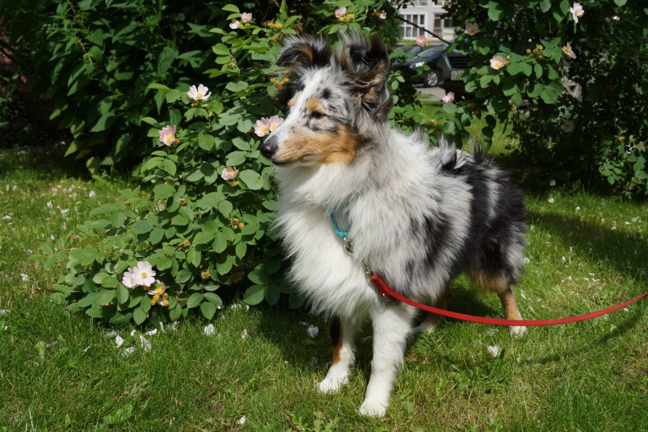 Lost dog! Sheltie! Nizhny Novgorod (near the Chocolate shopping center) - My, Nizhny Novgorod, Sheltie, Lost, Dog, No rating, Top