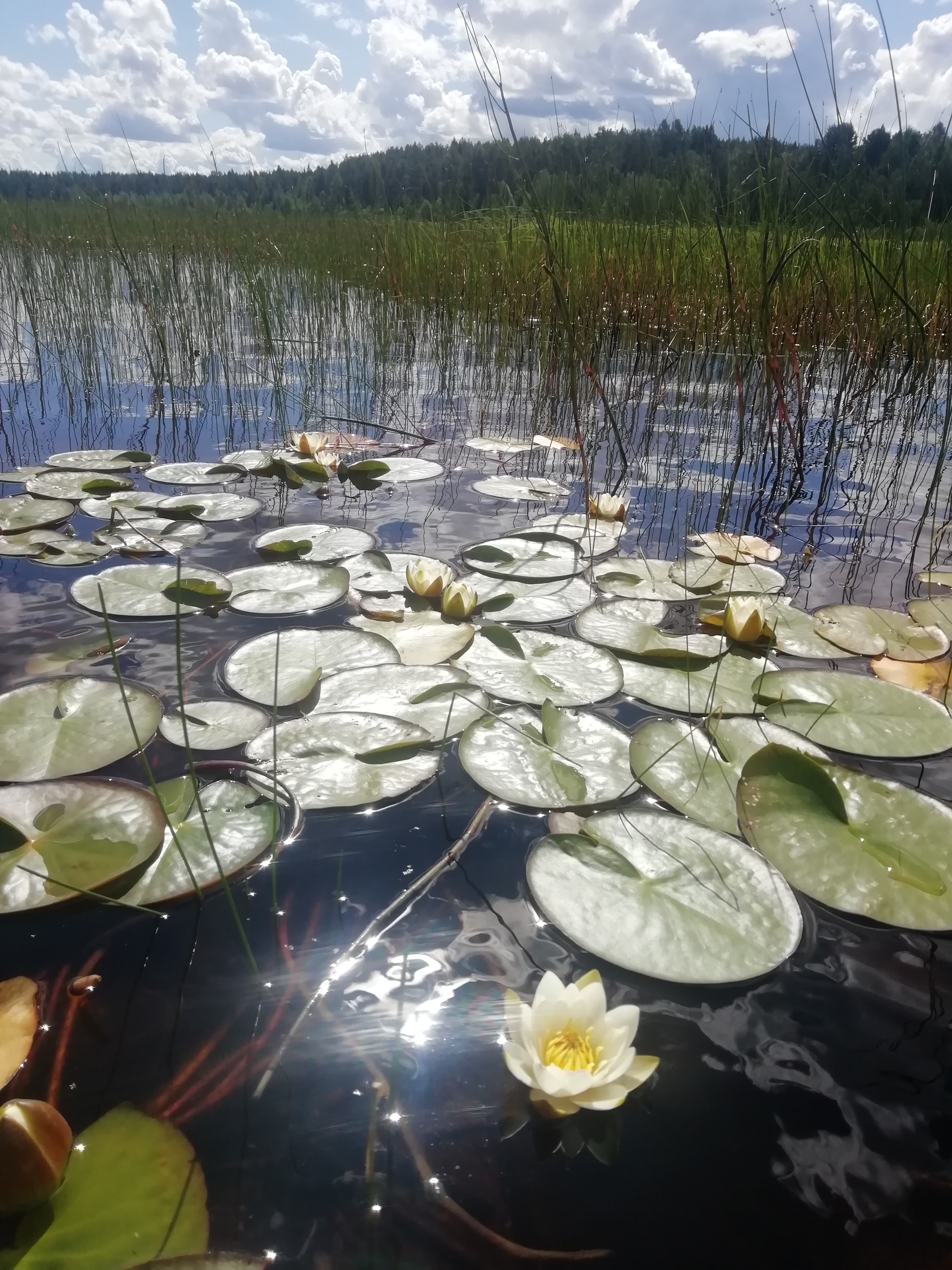 Karelia - My, Карелия, Village, No filters, Longpost, The photo, Nature