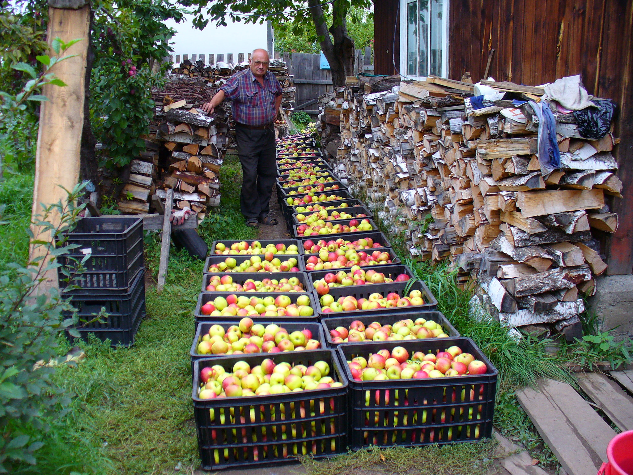 Retirement is a second youth - My, Retirees, Dacha, Work, Garden, Gardening, Siberia, Old age, Youth, Longpost