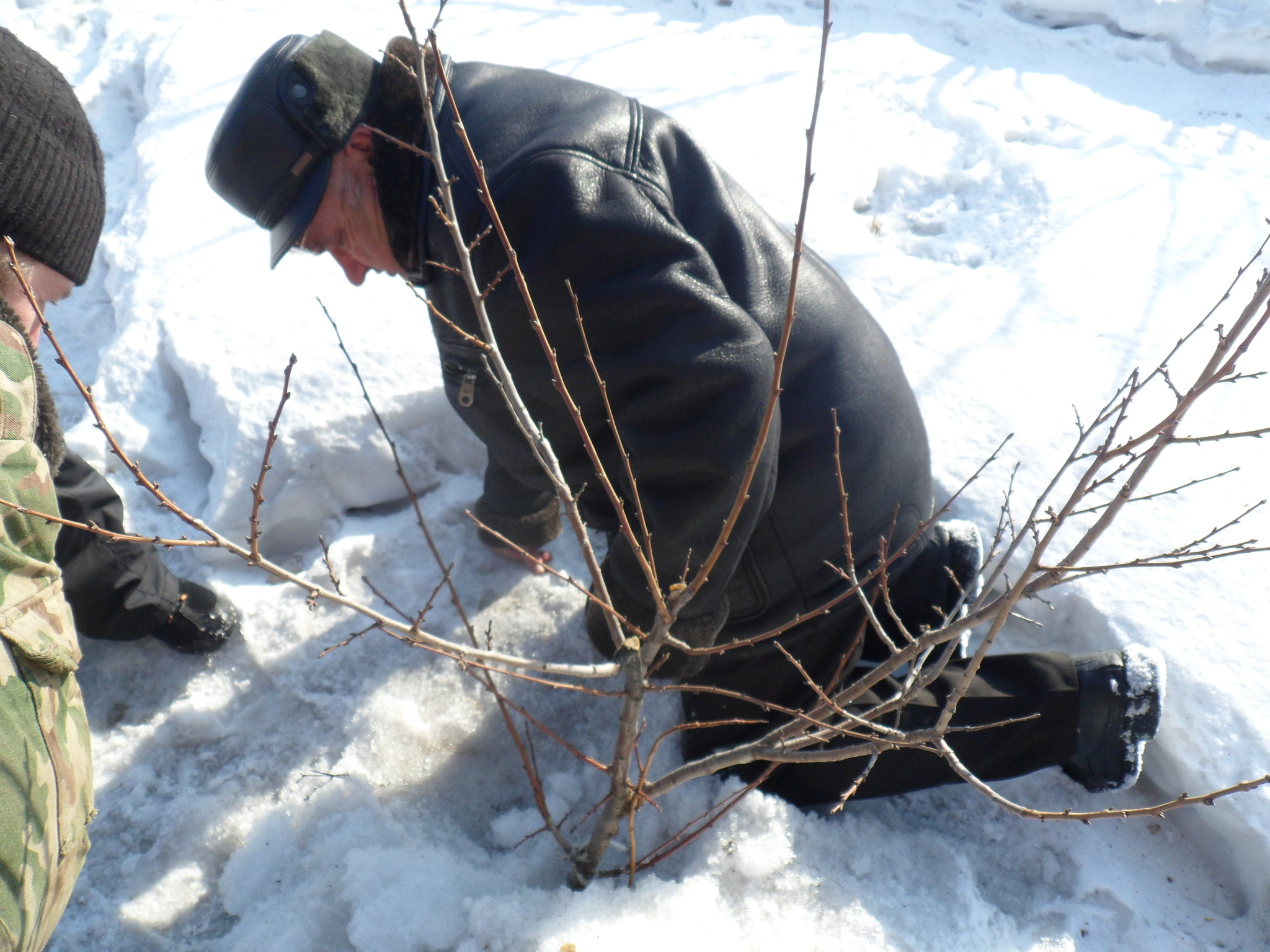 Retirement is a second youth - My, Retirees, Dacha, Work, Garden, Gardening, Siberia, Old age, Youth, Longpost