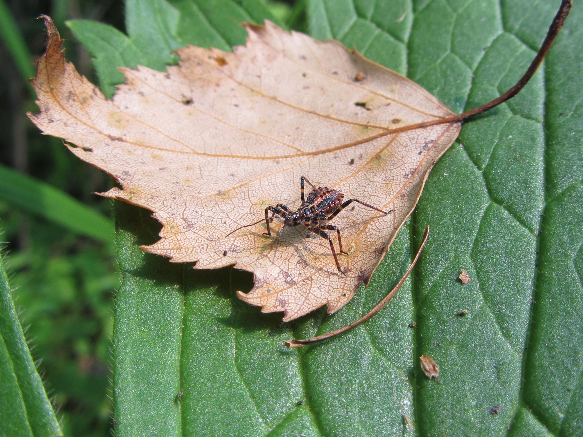 Animals of Altai - My, Animals, Insects, Altai Republic, The photo, Longpost