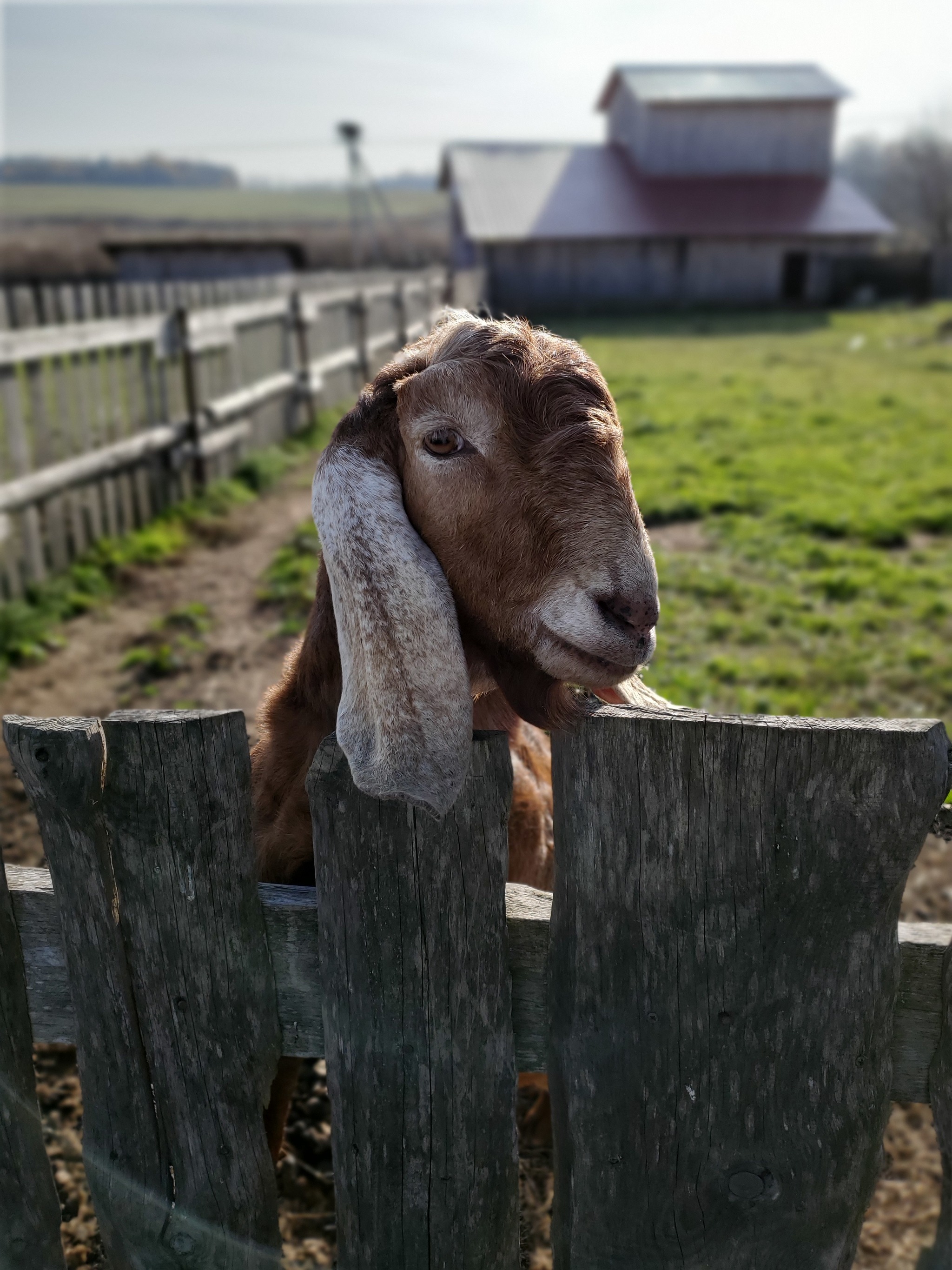 When even a goat looks better in a photo than you) - My, Mobile photography, The photo, Goat, Animals