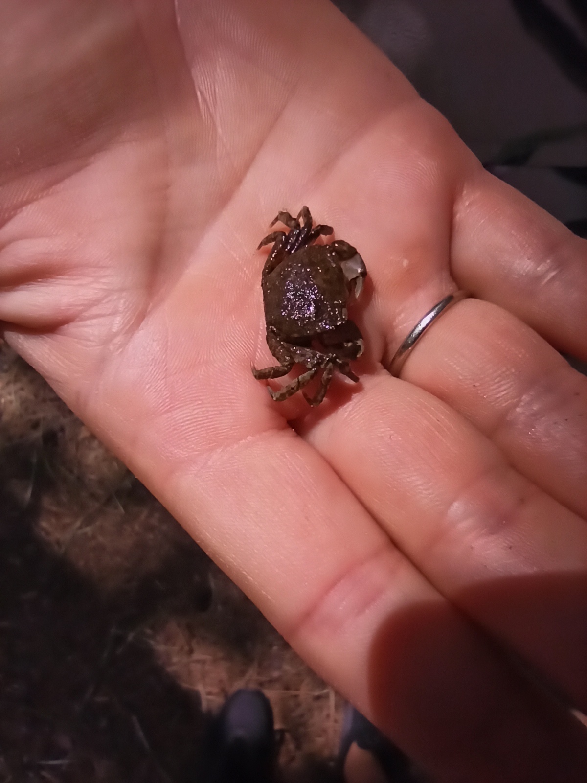 Crab - My, Crab, Small, The photo, Longpost