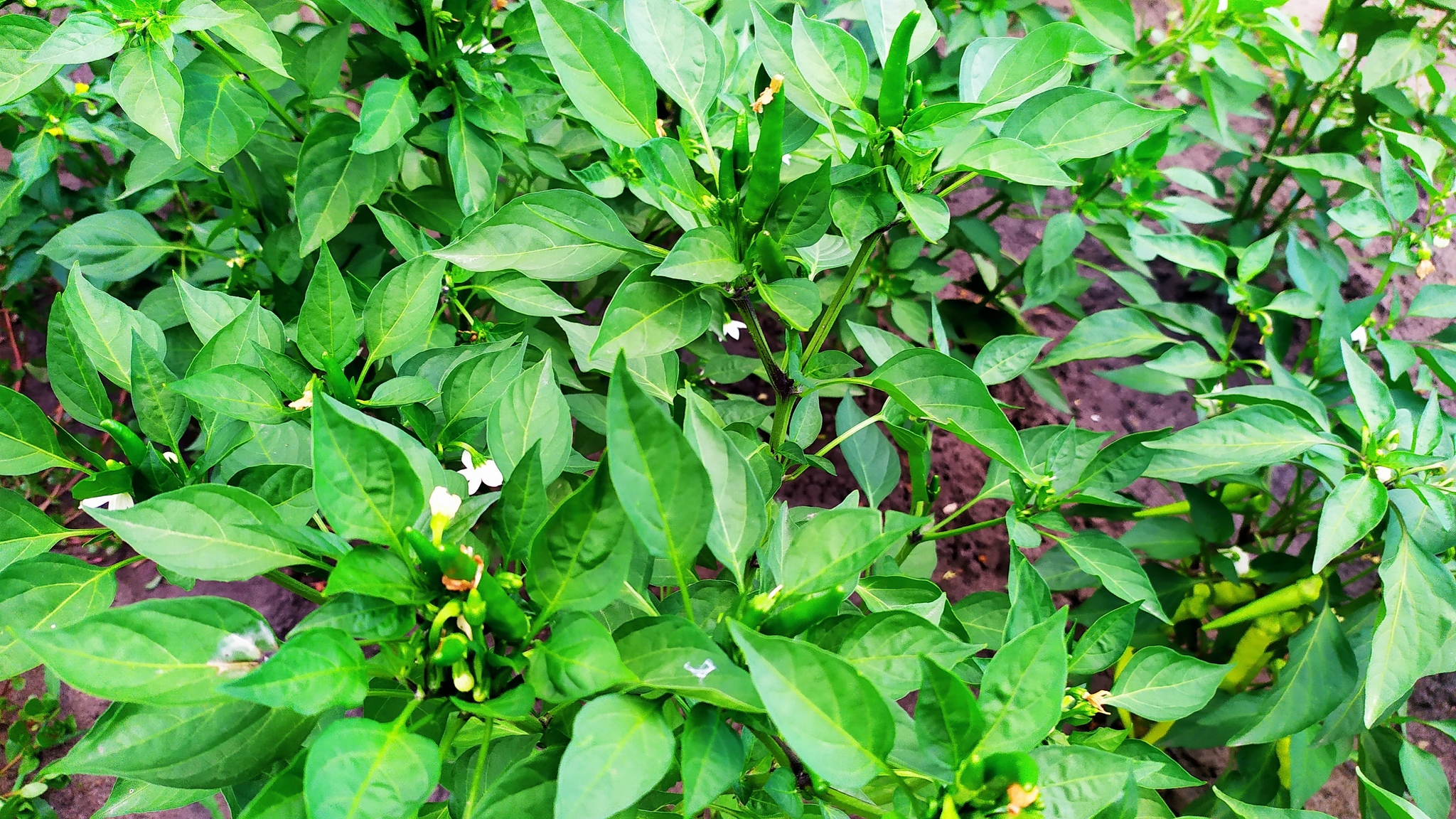 First experience of growing hot peppers - My, Hot peppers, Gardening, Growing, Habanero, Longpost