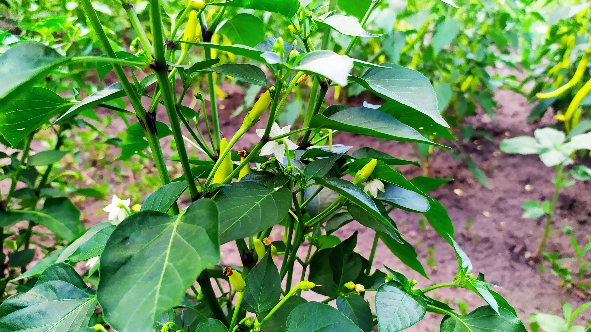 First experience of growing hot peppers - My, Hot peppers, Gardening, Growing, Habanero, Longpost