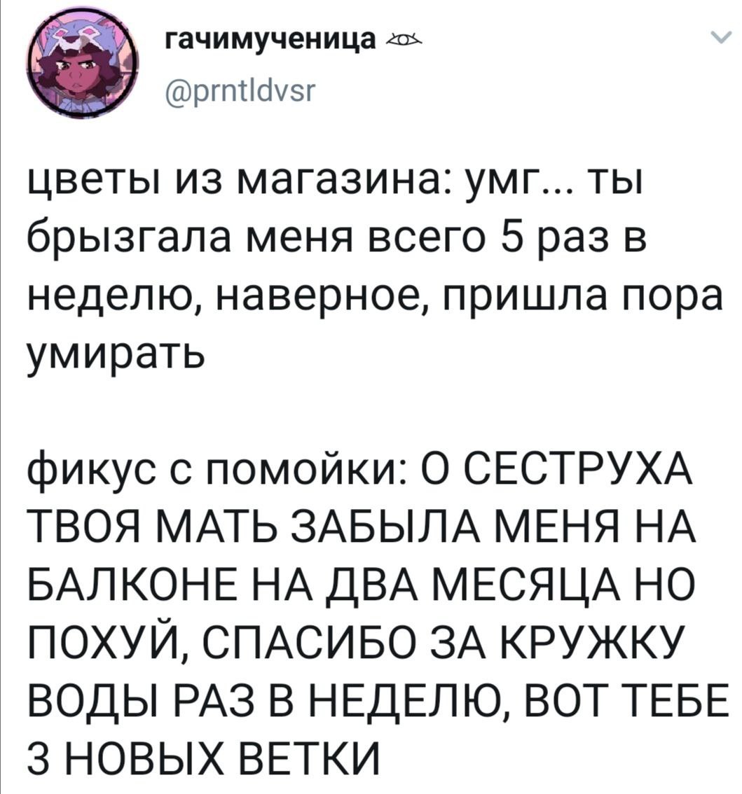 Фикус - Скриншот, Twitter, Цветы, Мат, Сравнение