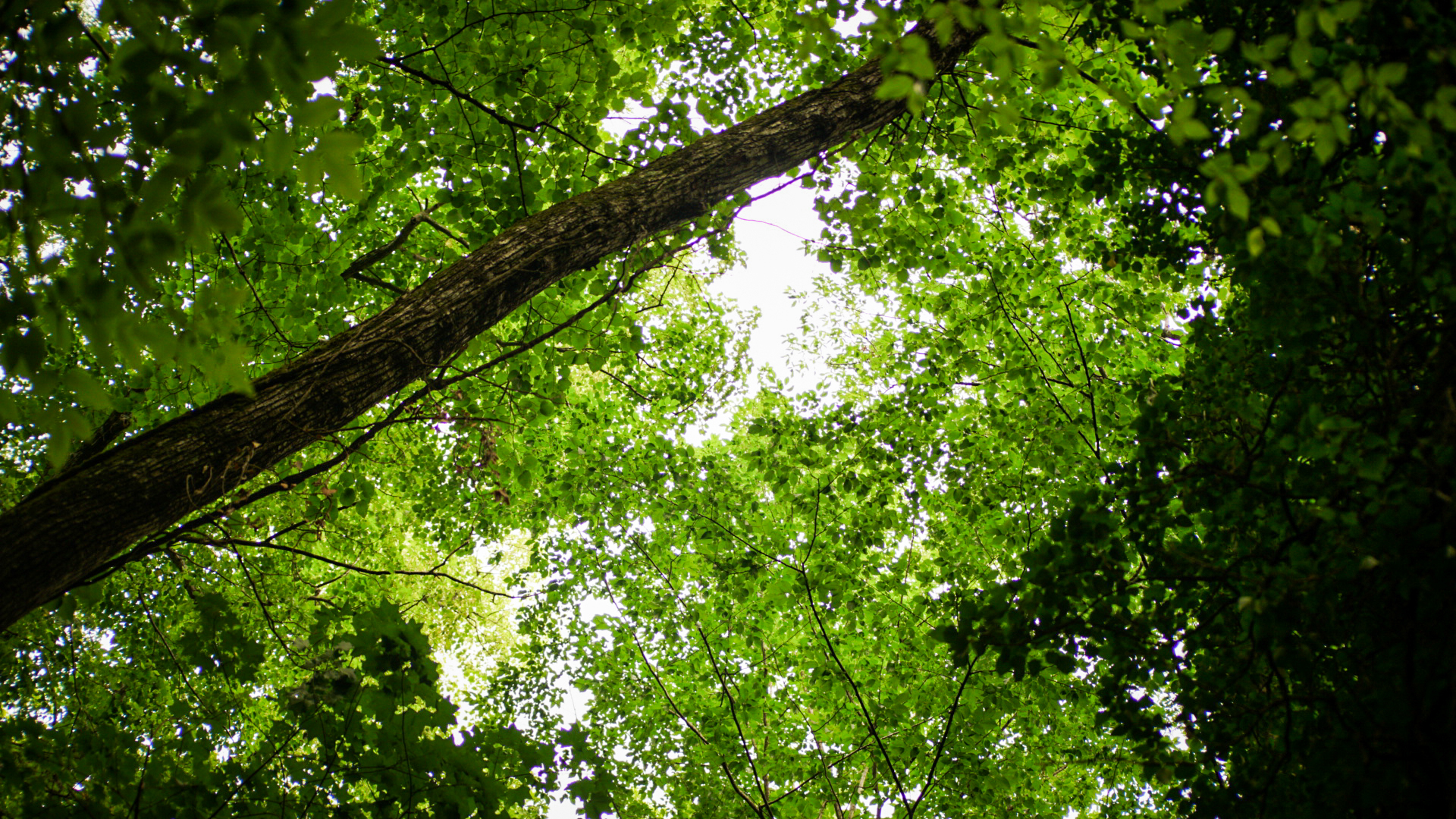 Gorge near Gelendzhik - My, Sony, The photo, Nature, Forest, Green, Longpost