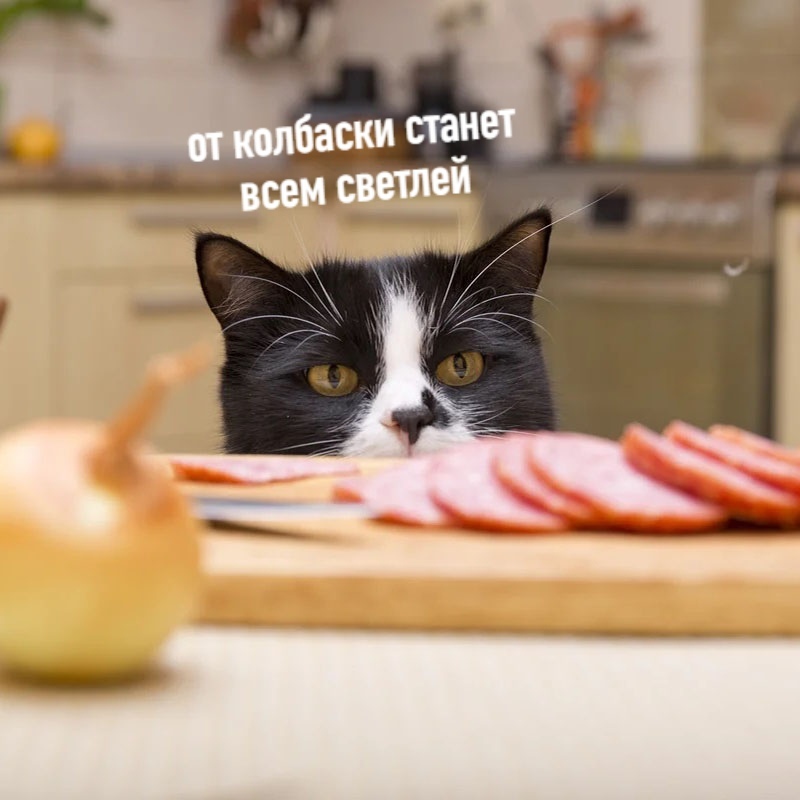 Кот колбаска. Кот с колбасой. Кот ворует колбасу фото. Колбаса Кэт. Кот выбирает колбасу.