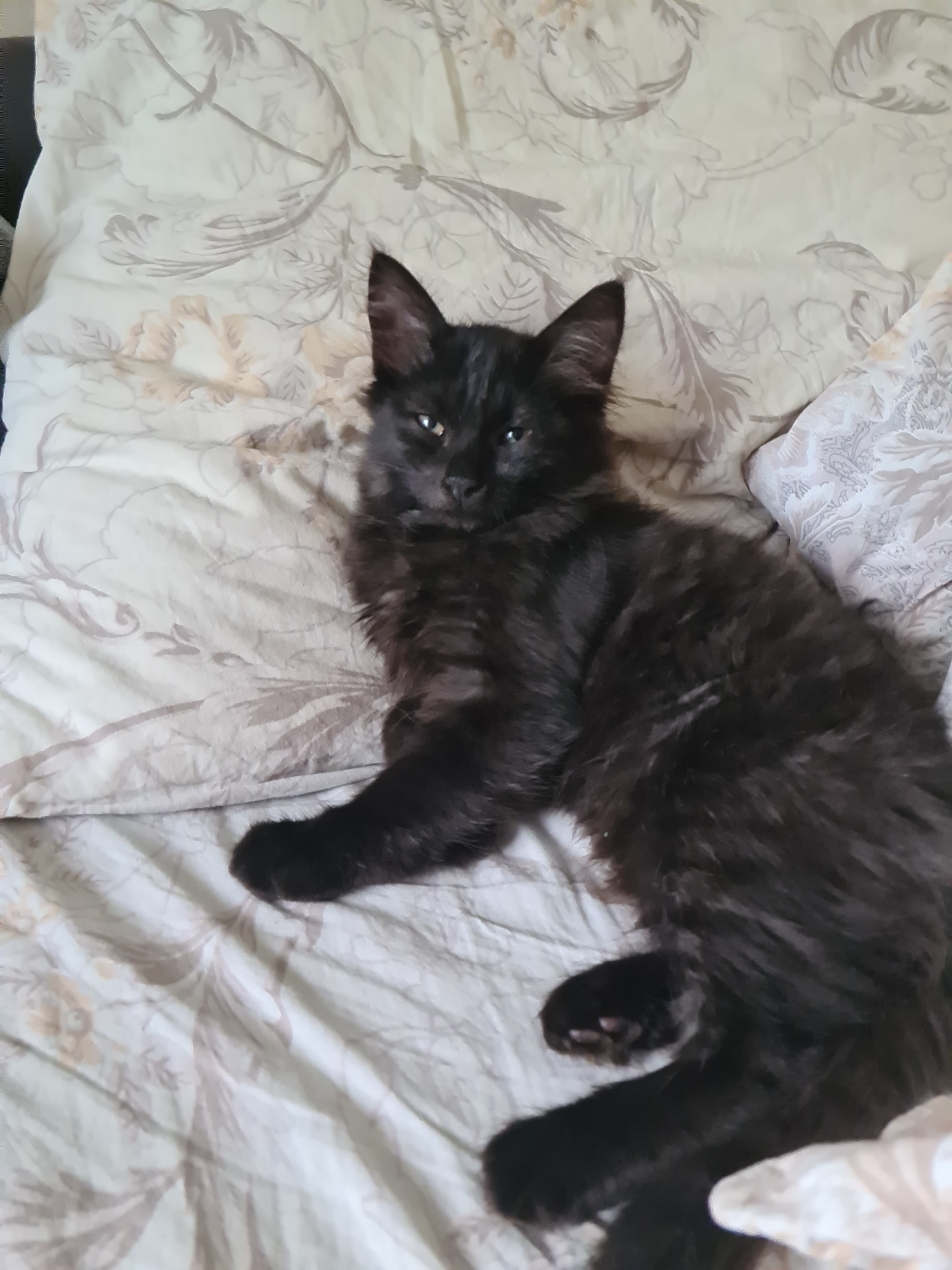 A beautiful black cat is looking for a home! - Saint Petersburg, Leningrad region, Longpost, In good hands, cat, Kittens, No rating, Animal shelter