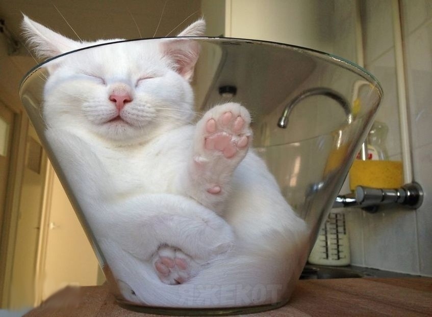 Irrefutable evidence that cats are liquid - Cats are liquid, cat, All amenities, Good mood, Longpost