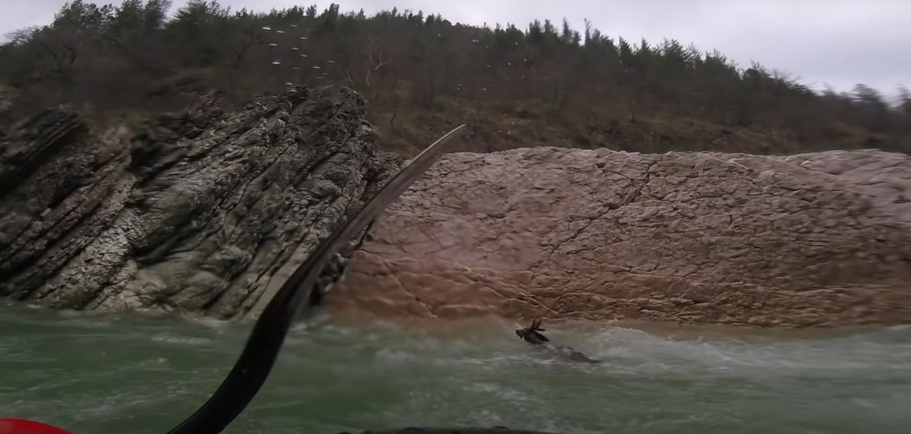 Kayakers rescued a deer caught in the rapid current of a mountain river - Kayak, Deer, Animal Rescue, The rescue, Positive, River, Italy, Video, Longpost