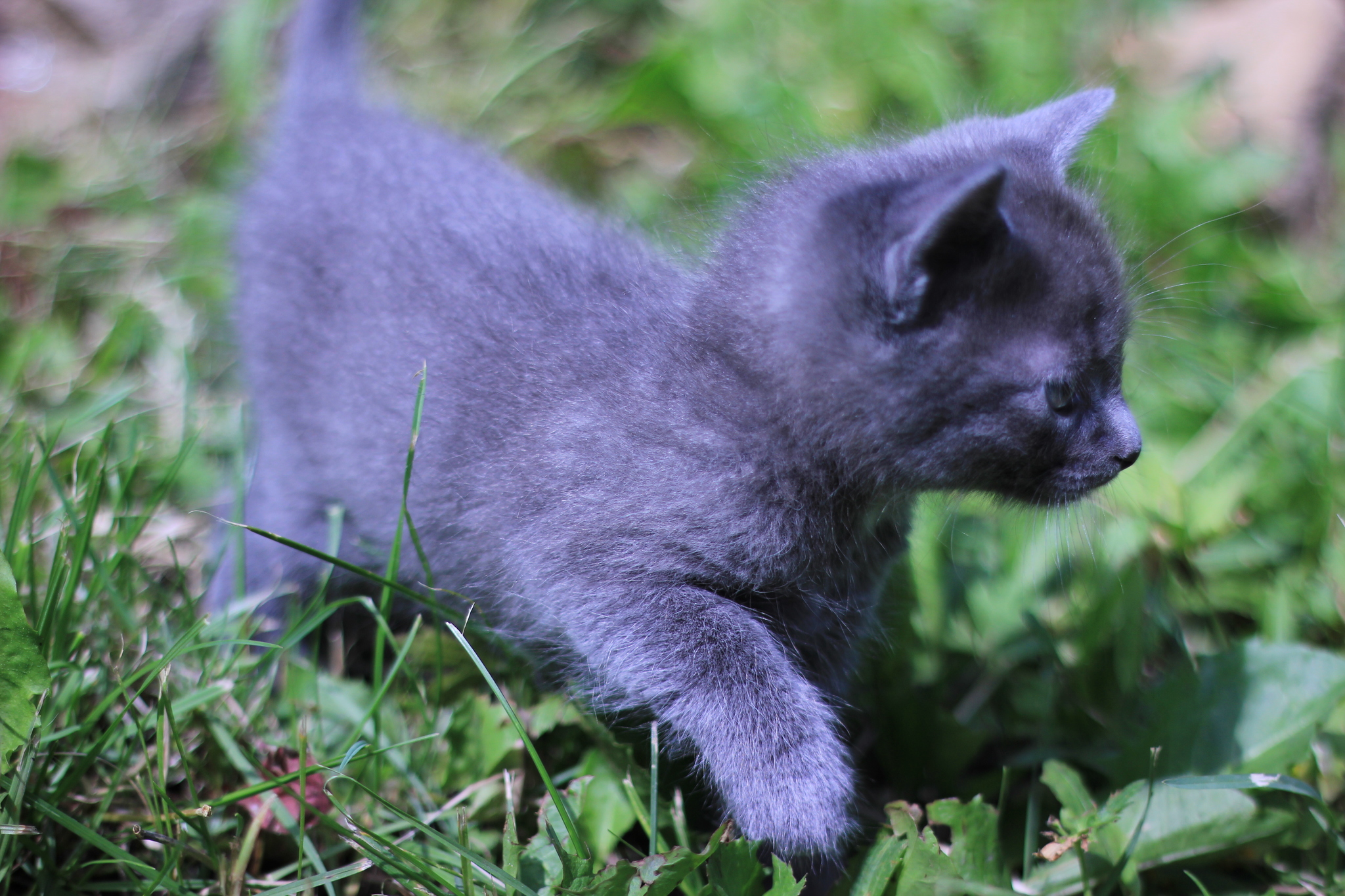 Kittens are looking for a home. Kursk city - My, Kittens, In good hands, Pets, Kursk, cat, Longpost, Black cat, No rating