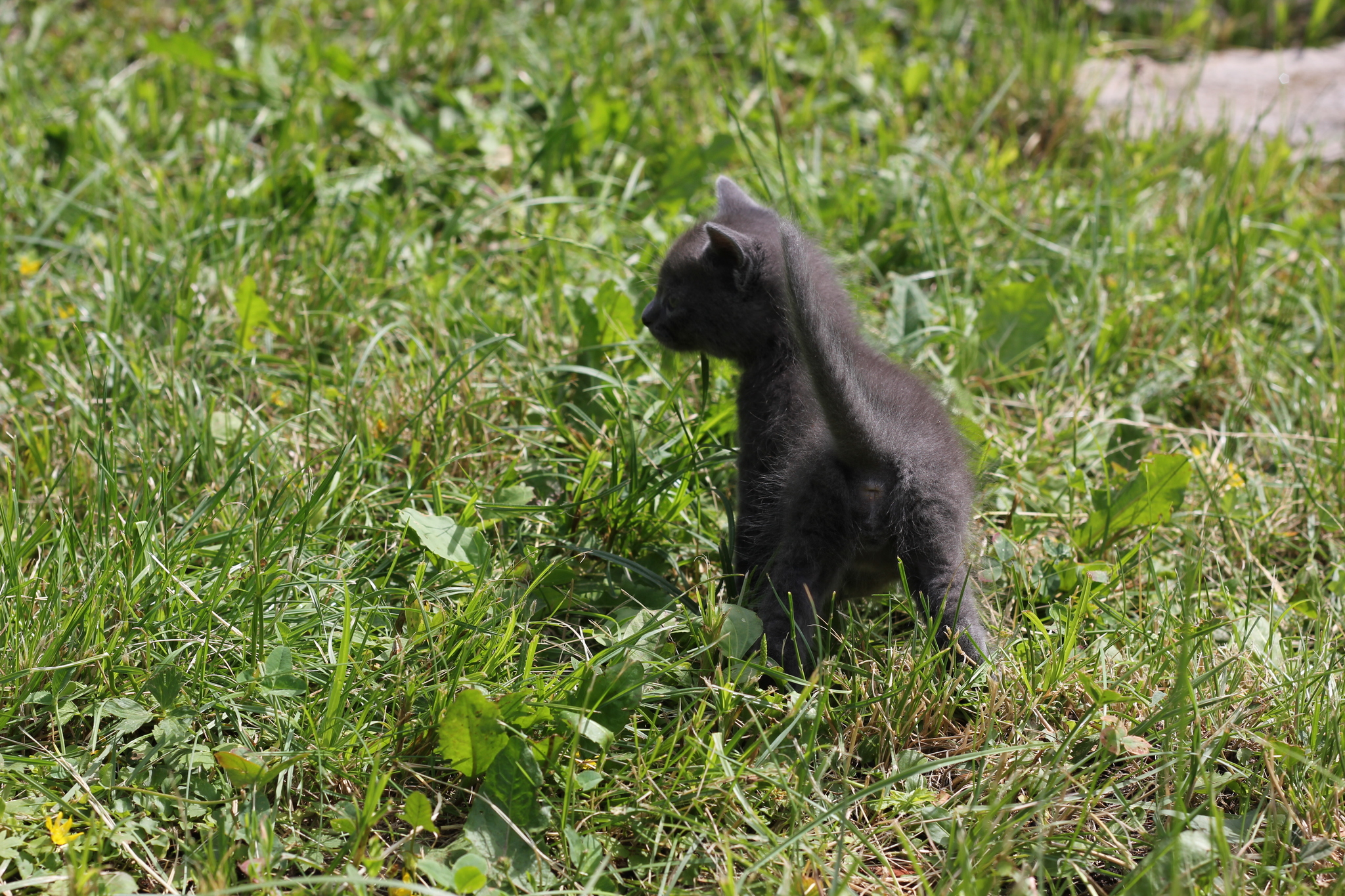 Kittens are looking for a home. Kursk city - My, Kittens, In good hands, Pets, Kursk, cat, Longpost, Black cat, No rating