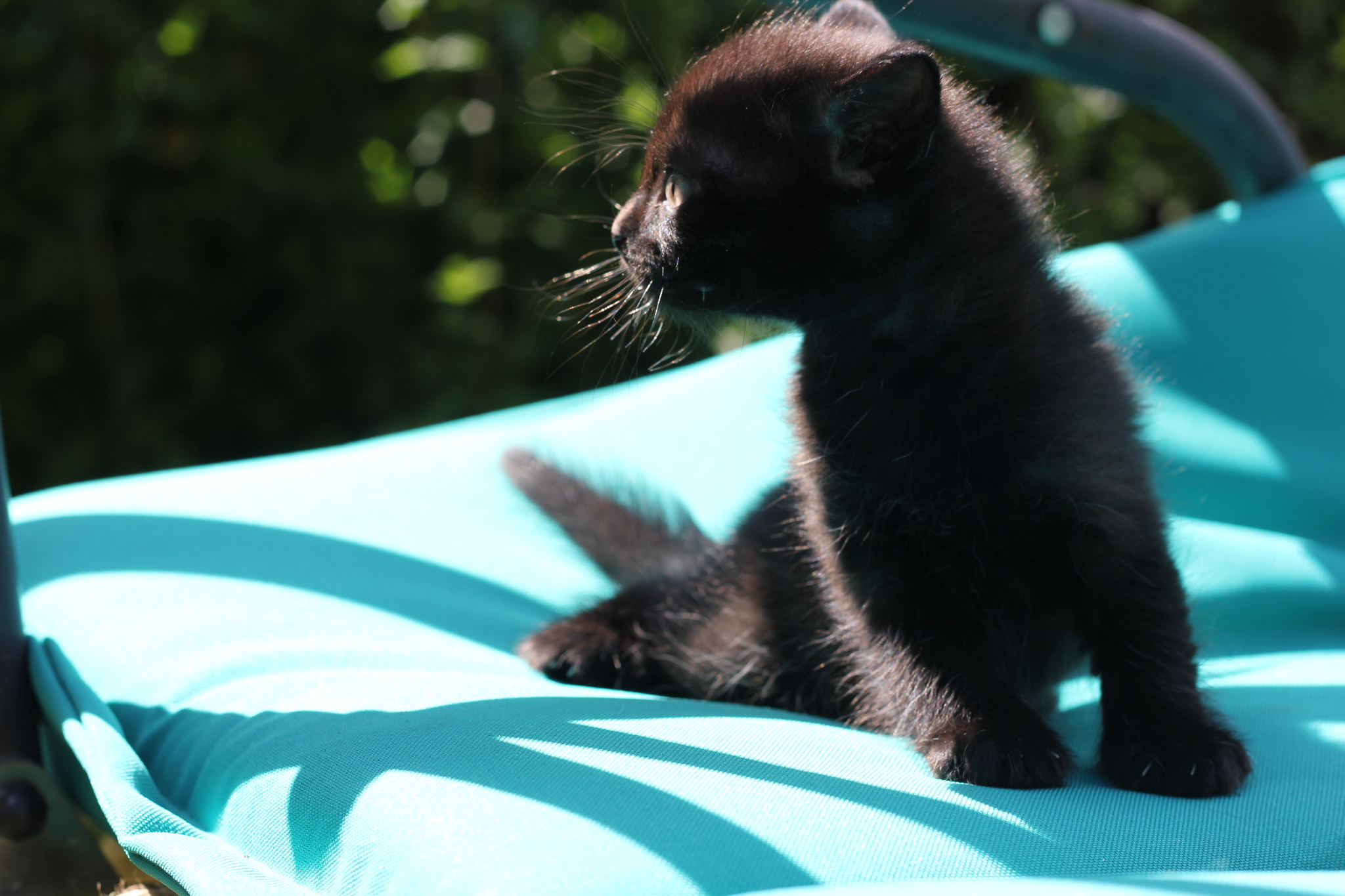 Kittens are looking for a home. Kursk city - My, Kittens, In good hands, Pets, Kursk, cat, Longpost, Black cat, No rating