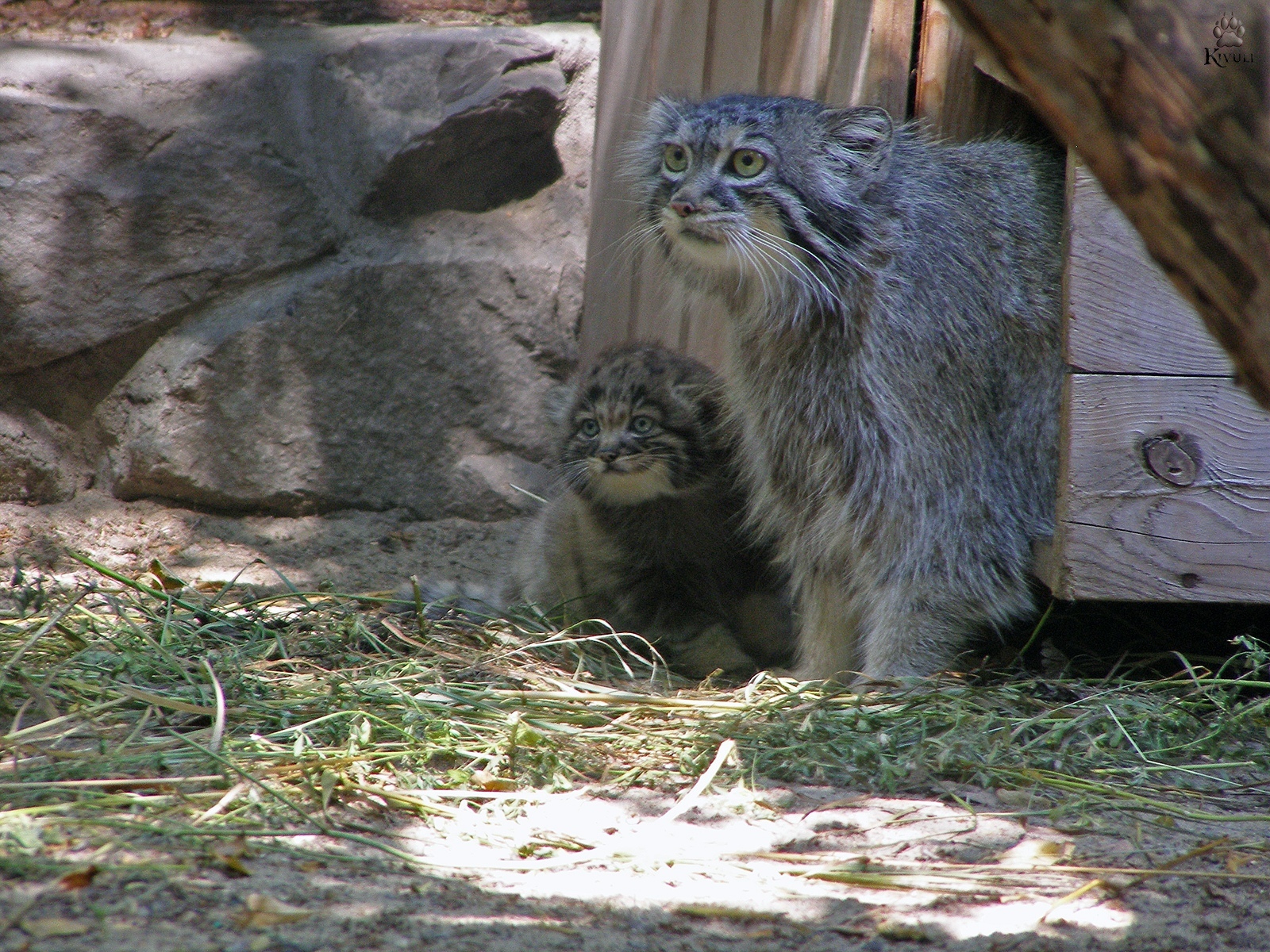 16 Pallas' cat cubs were born at the Novosibirsk Zoo - Pallas' cat, Kittens, Novosibirsk Zoo, Zoo, Animals, Longpost, Young, Milota