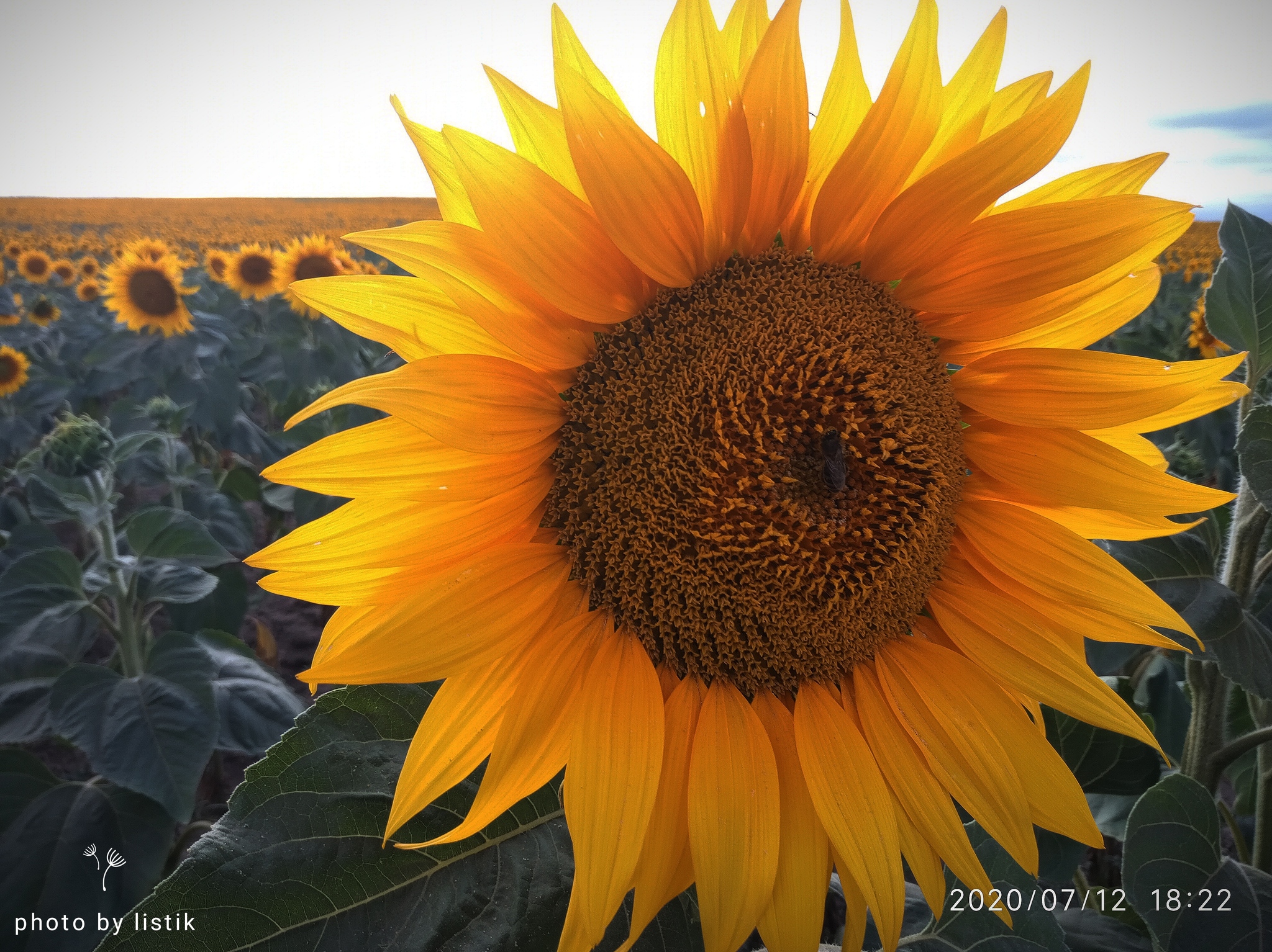 Nature photo - The photo, Nature, Sunflower