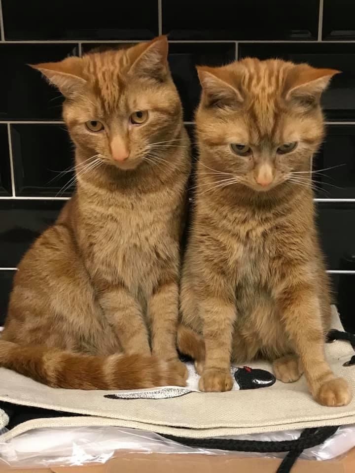 Two from the casket - cat, Redheads