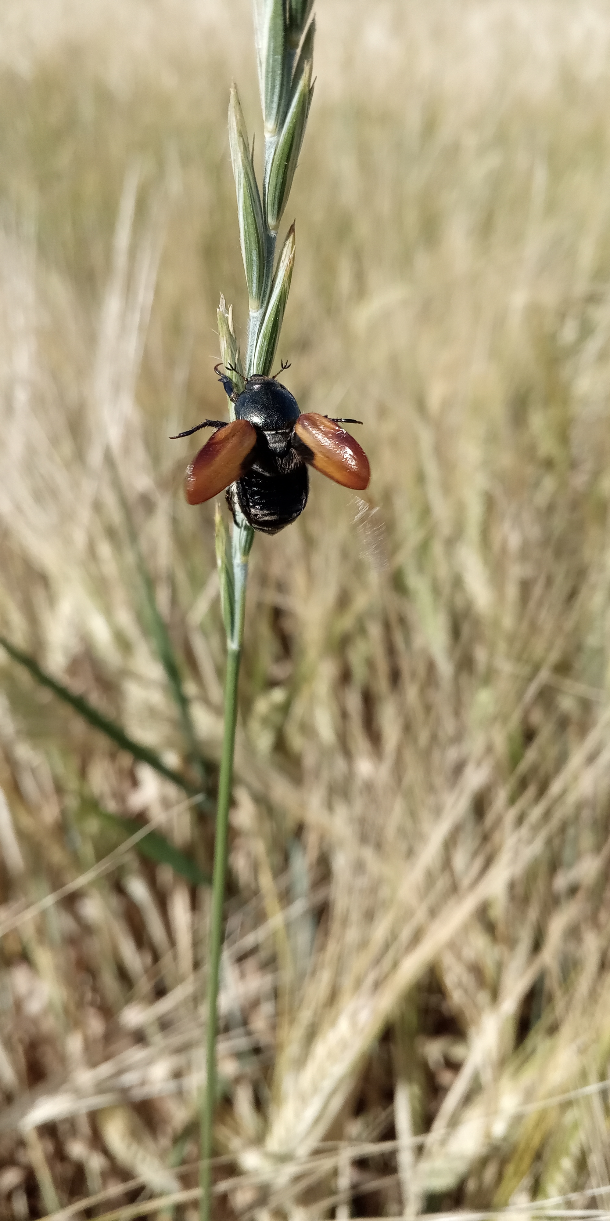 Tell me what kind of insect it is - My, Insects, The photo, Field, Жуки