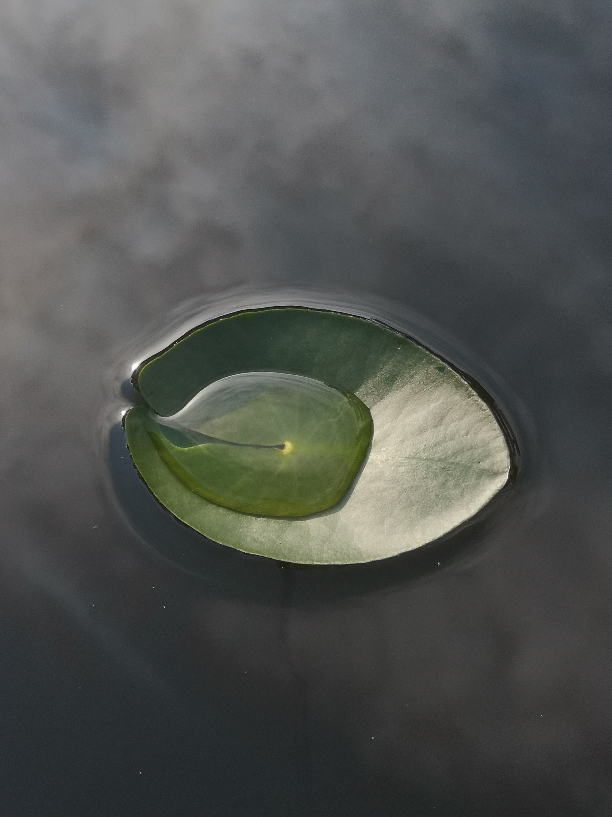 Water lily, lake, photo on phone - My, The photo, Lake, Water lily