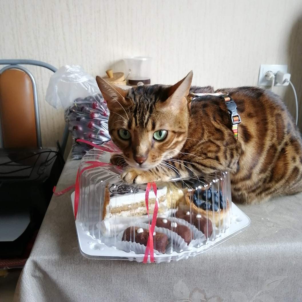 When you don't want to share the cake with anyone on your birthday - cat, Birthday, Gotta share, Cake