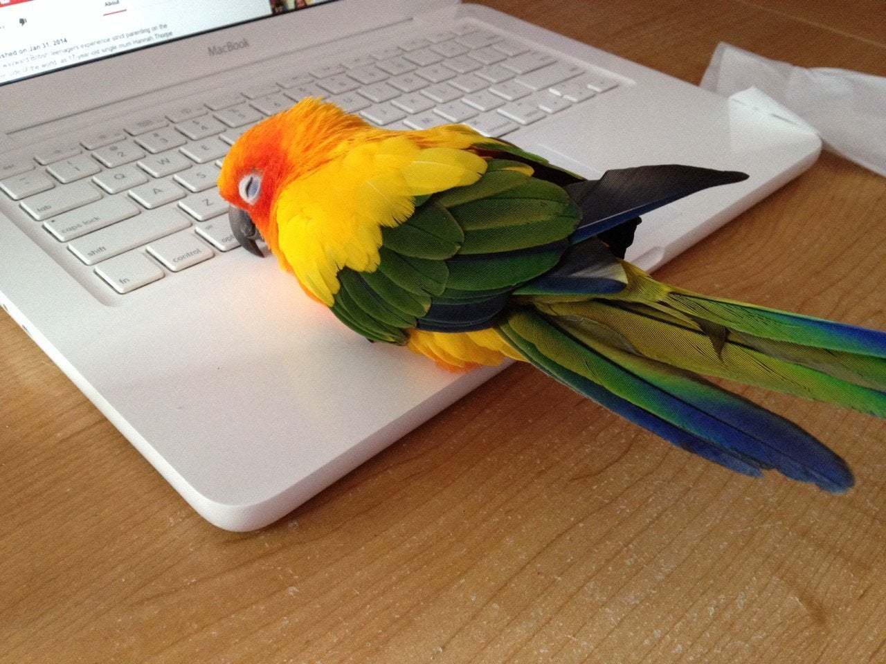 When I bought a heater for my parrot for 2 thousand dollars - The photo, A parrot, Heat, Macbook, Warmer, Purchase, Reddit