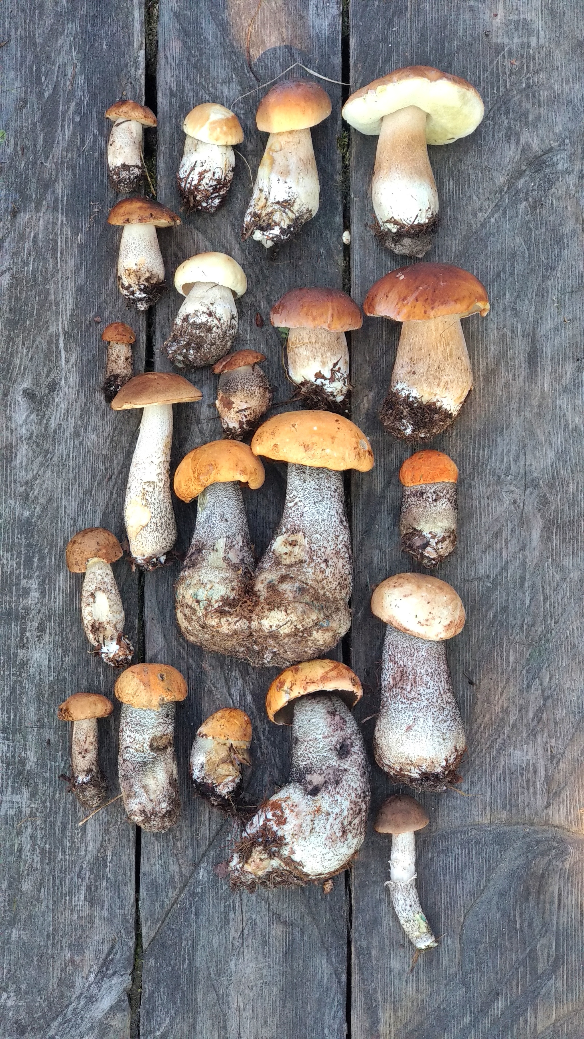 This morning the little ones and I ran around the house... - My, Mushrooms, Boletus, Porcini