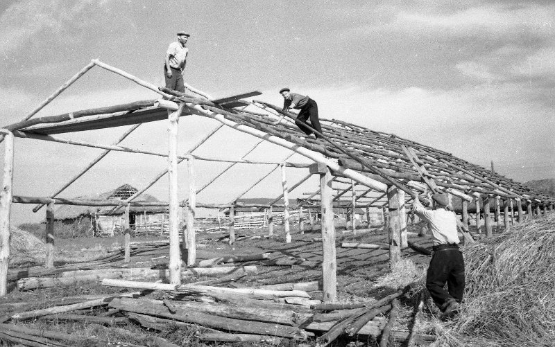 Строительство сельского. Колхоз 1956. Колхоз постройка. Стройки в деревнях после войны. Строительство в колхозе.