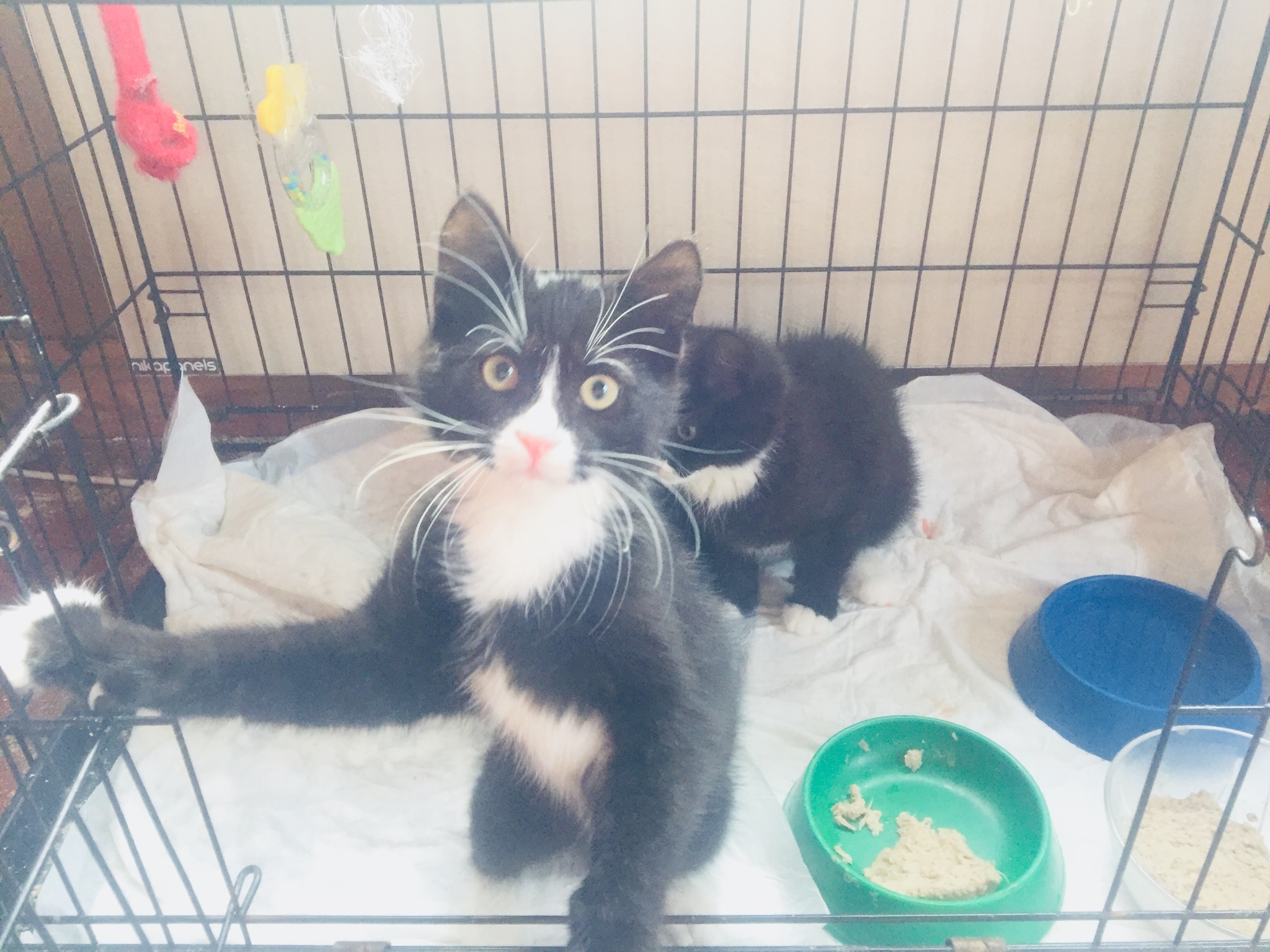 Continuation of the post “Yesterday, during a downpour at 11 pm, someone left teenage kittens under a closed stall near a garbage dump” - My, cat, Kittens, Animal Rescue, Saint Petersburg, Reply to post, Longpost, No rating