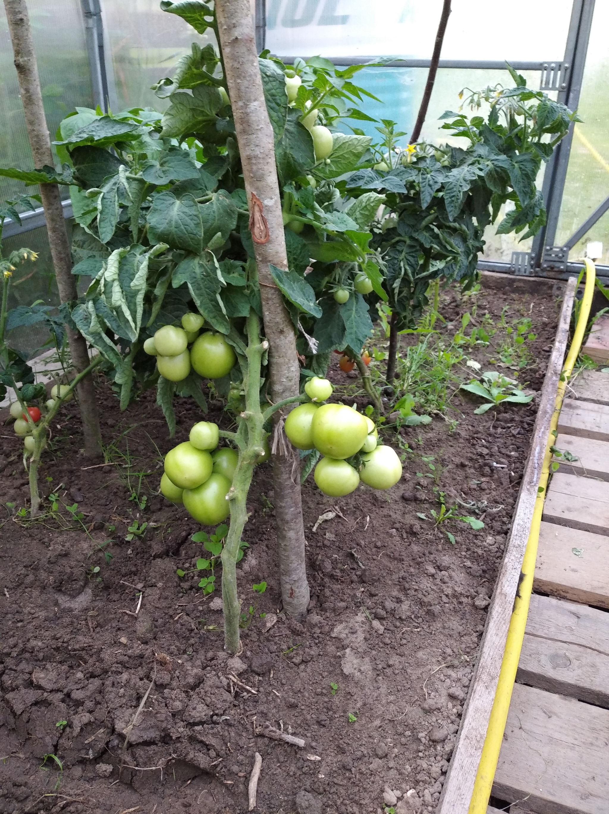 Country house - My, Dacha, Summer, Whisper, Good mood, Longpost