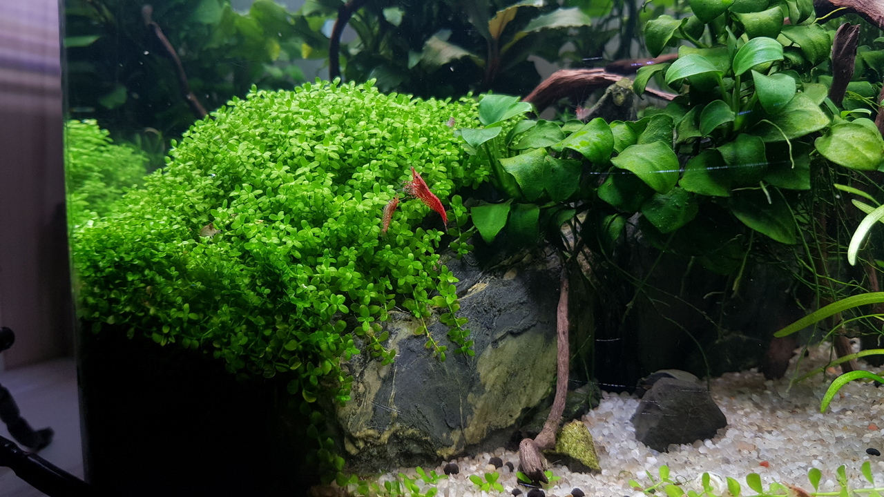 Aquarium without everything - My, Aquarium, Aquarium shrimp, Aquarium, Longpost