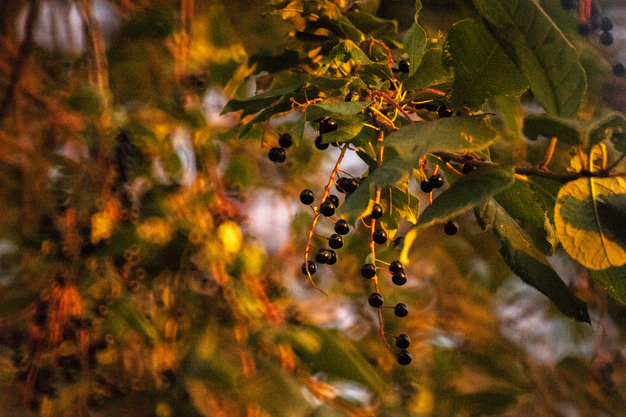 A little atmosphere of the evening suburbs - My, The photo, Tomsk, The sun, Sunset, Longpost