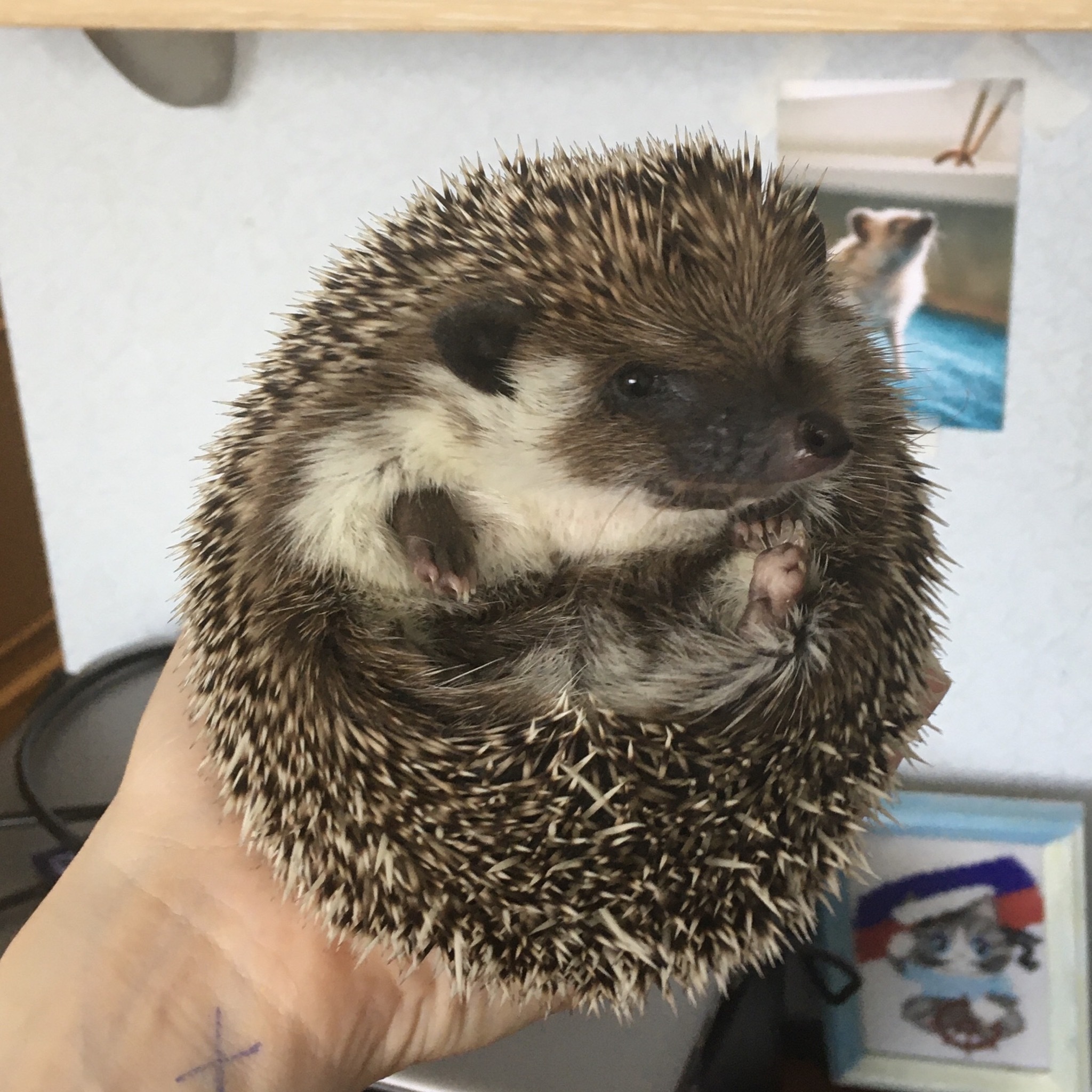 Variety of colors of African pygmy hedgehogs - My, African pygmy hedgehog, Hedgehog, Pets, Longpost