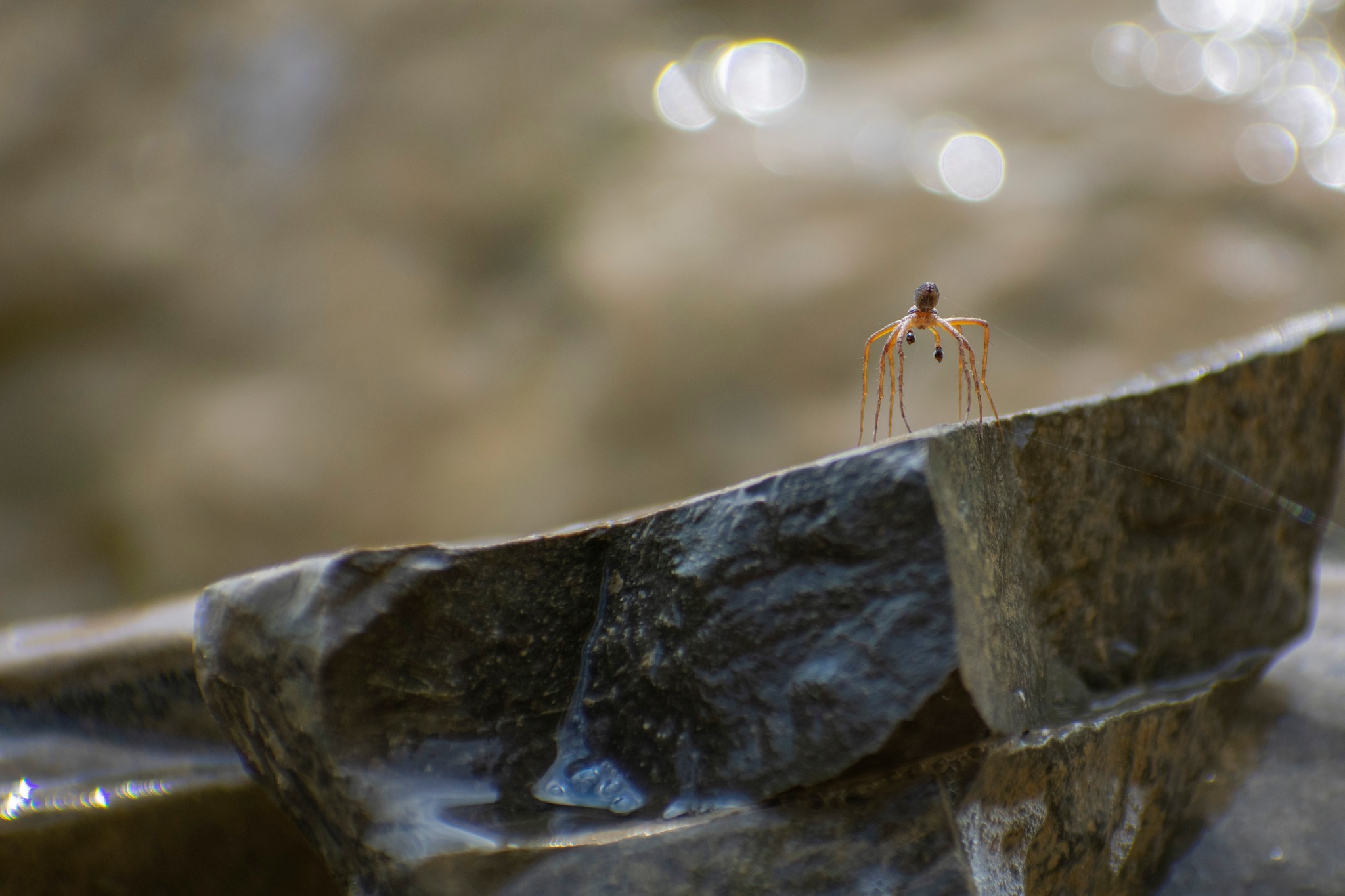 Doesn't want to get his paws wet - My, Biology, Spider, The photo, Longpost