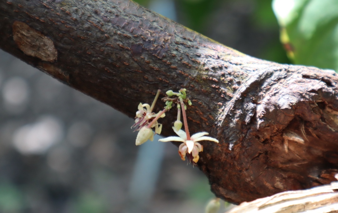 How cocoa grows - My, Cocoa, Chocolate, Travels, Longpost