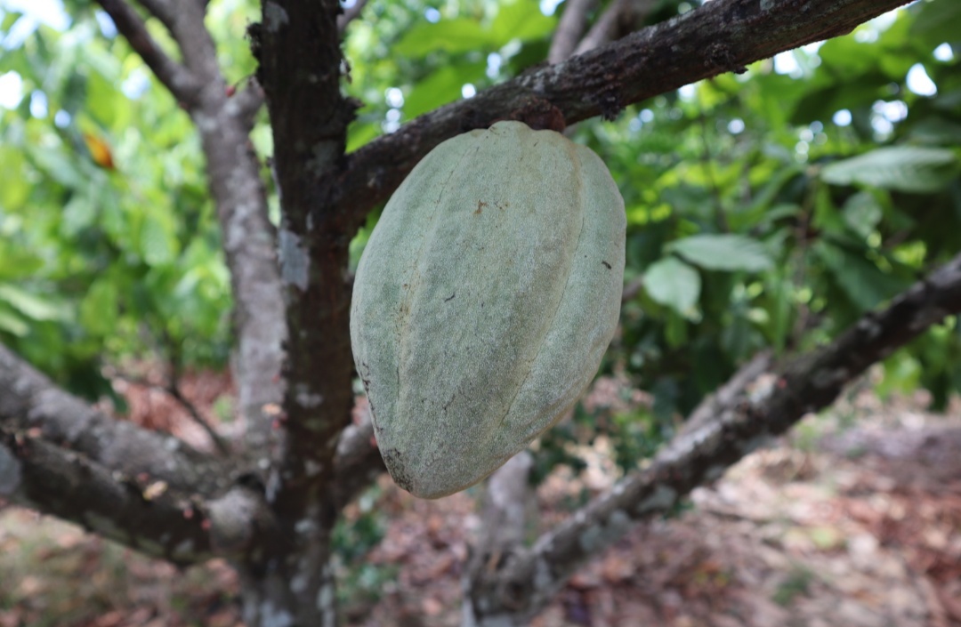 How cocoa grows - My, Cocoa, Chocolate, Travels, Longpost