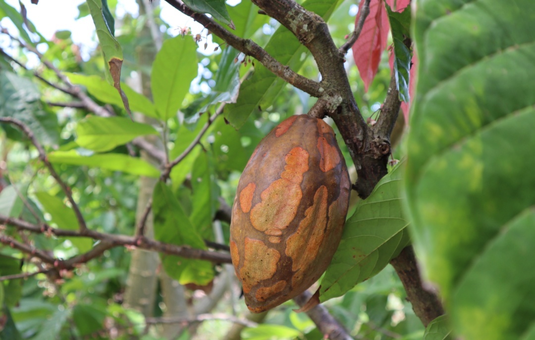 How cocoa grows - My, Cocoa, Chocolate, Travels, Longpost