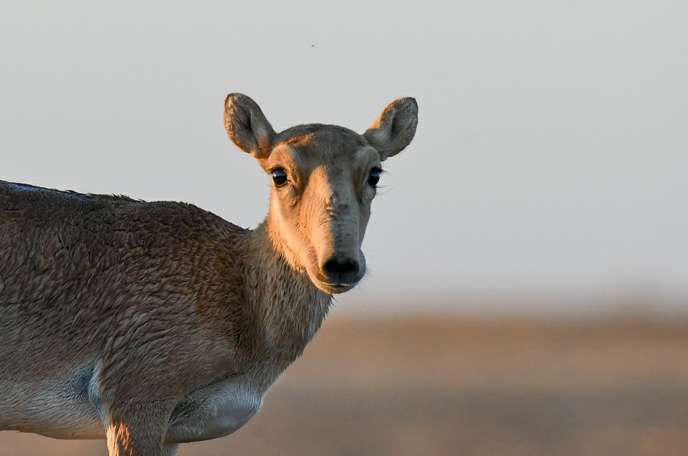 Save the aliens - Artur Murzakhanov, Saiga, Poachers, State Inspector, Longpost