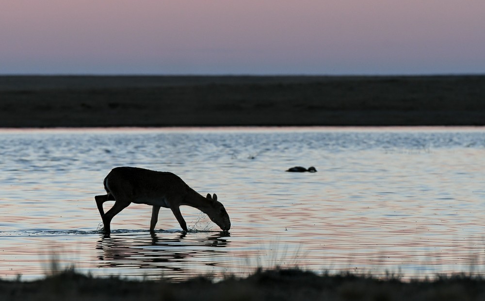 Save the aliens - Artur Murzakhanov, Saiga, Poachers, State Inspector, Longpost